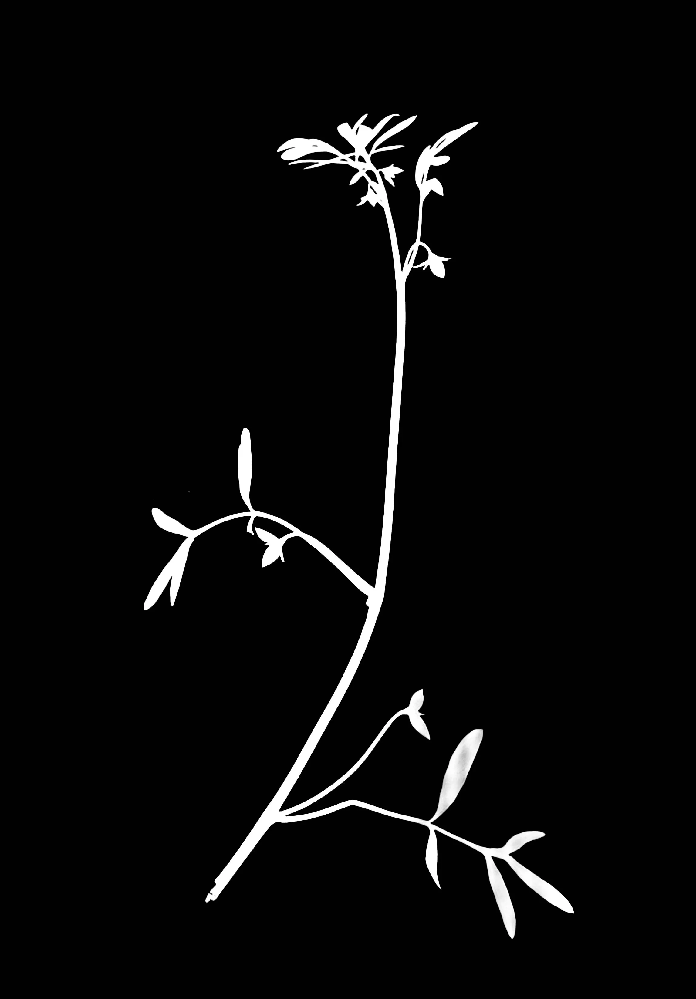 False mermaid. 5x7
Floerkea proserpinacoides