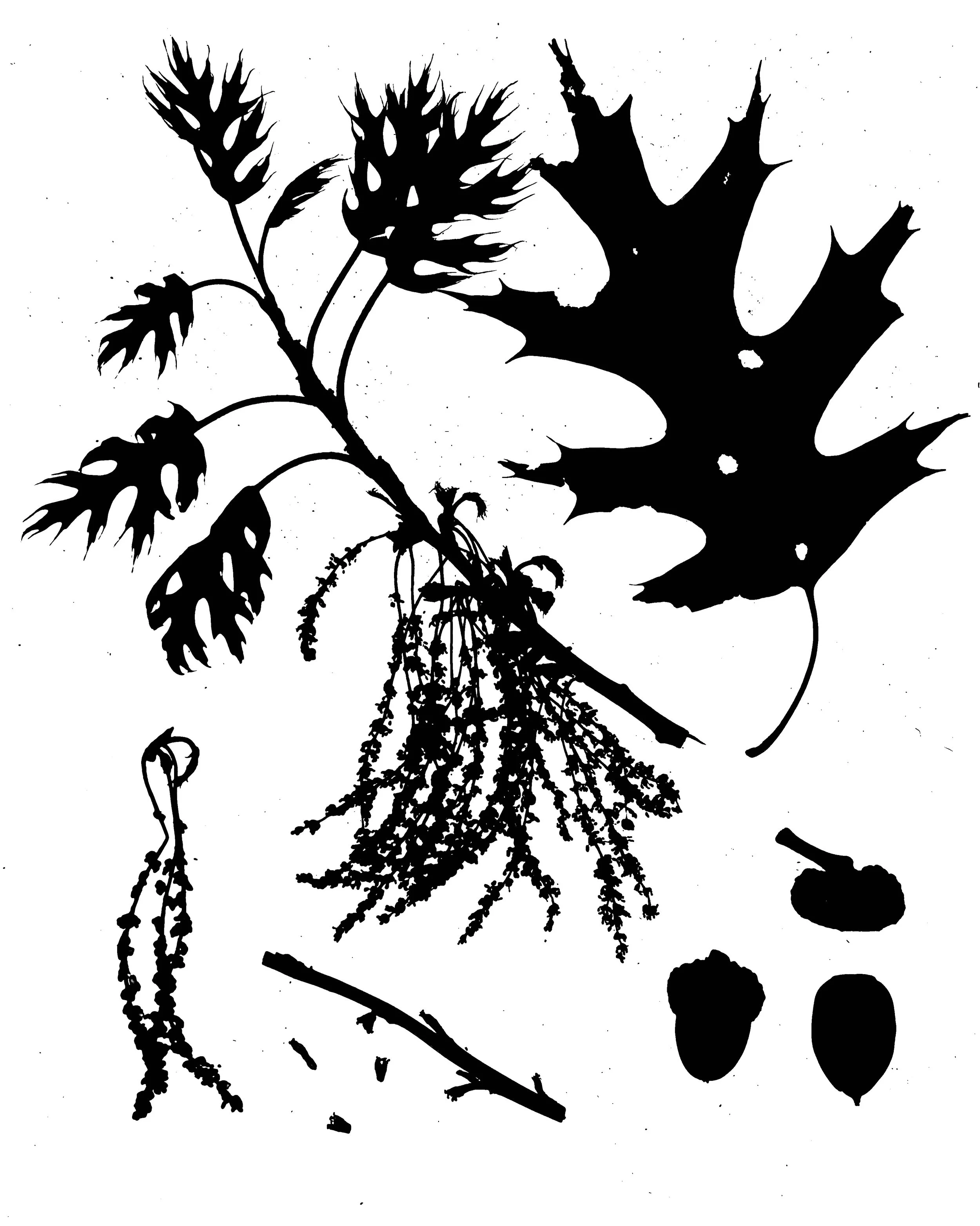 Red Oak life cycle
Quercus rubra
8x10.  1B