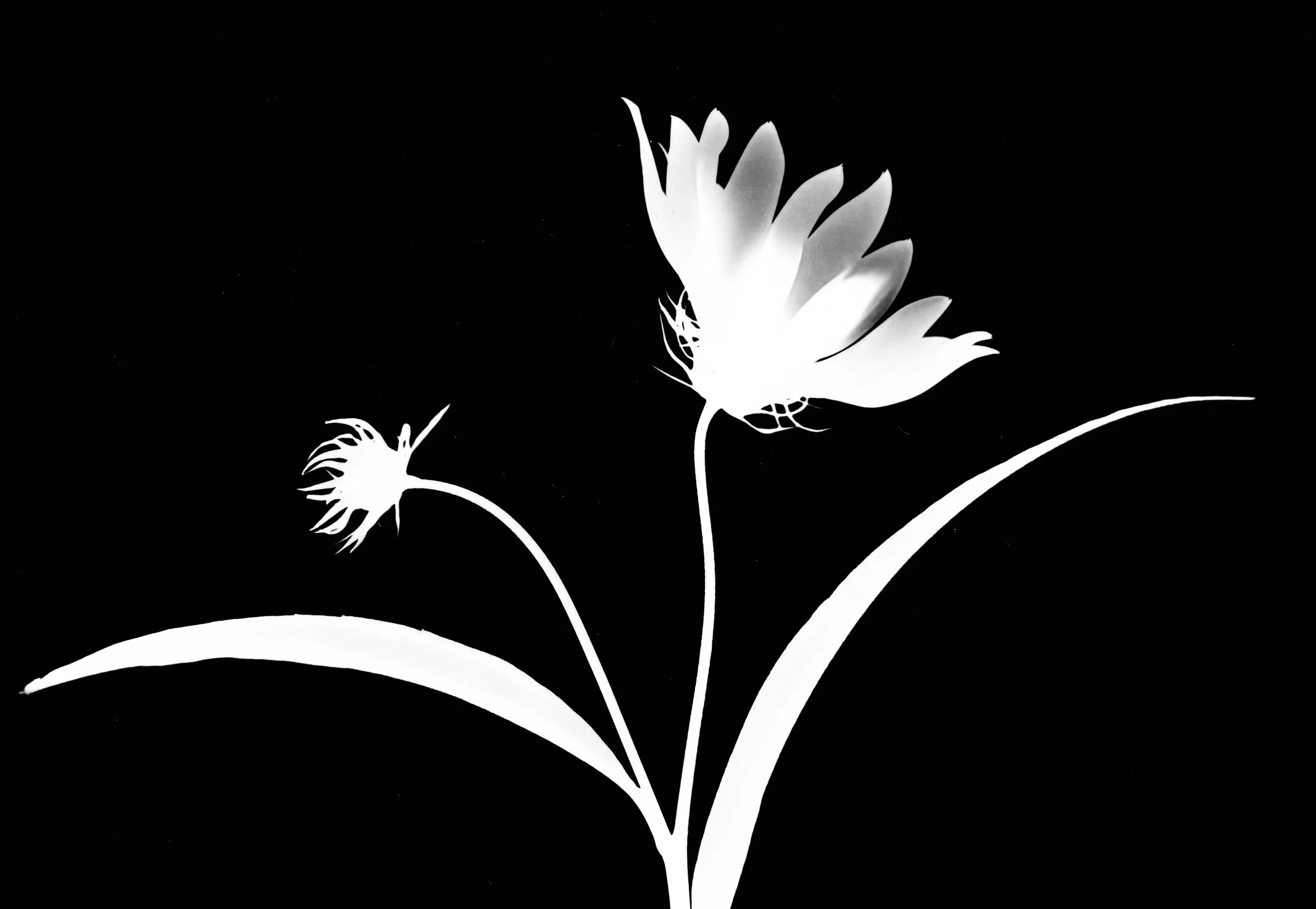 Sawtooth sunflower. 5x7
Helianthus grosseserratus