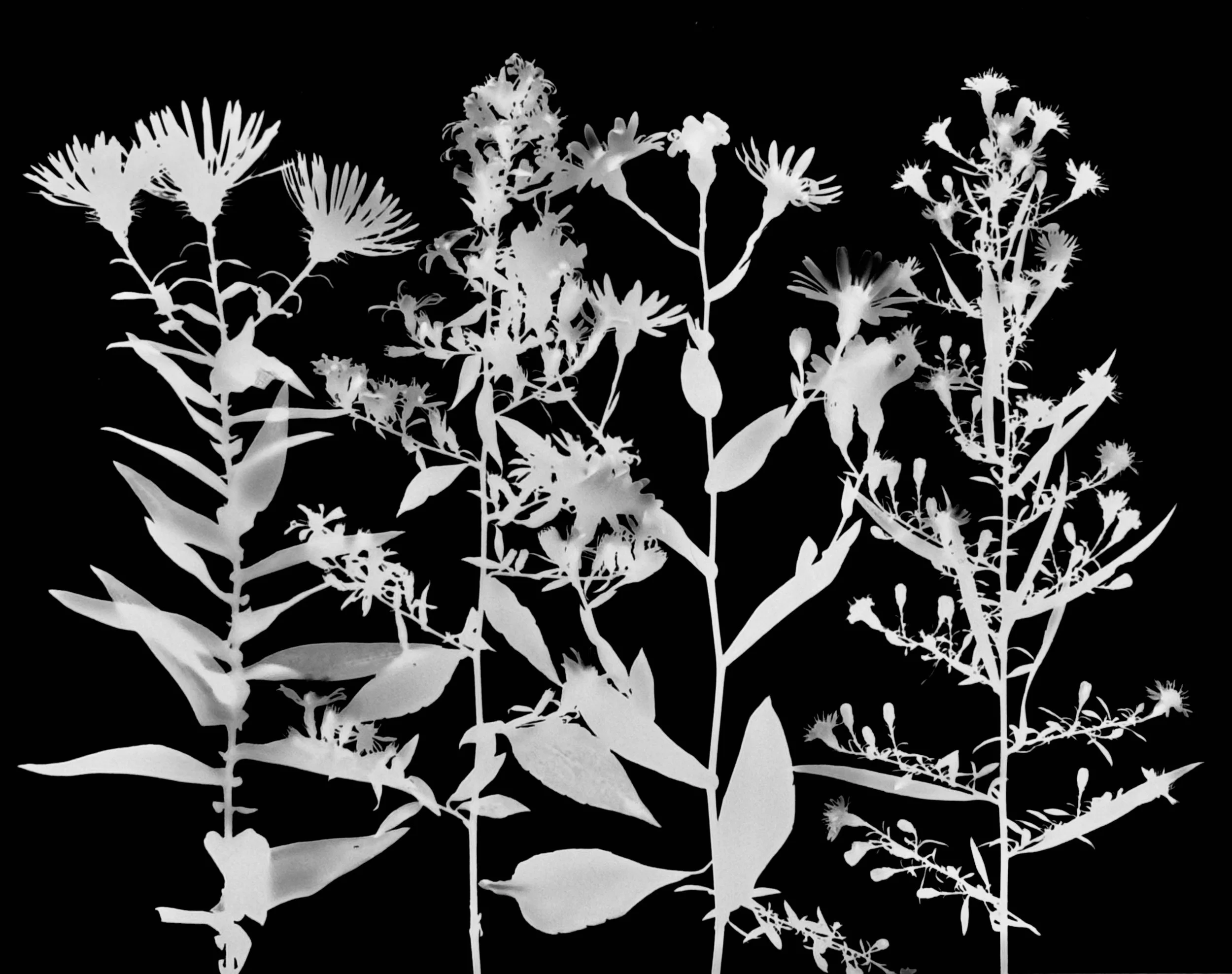 Asters: New England, Drummond's, Smooth Blue, Side-flowering.   11x14. var.1