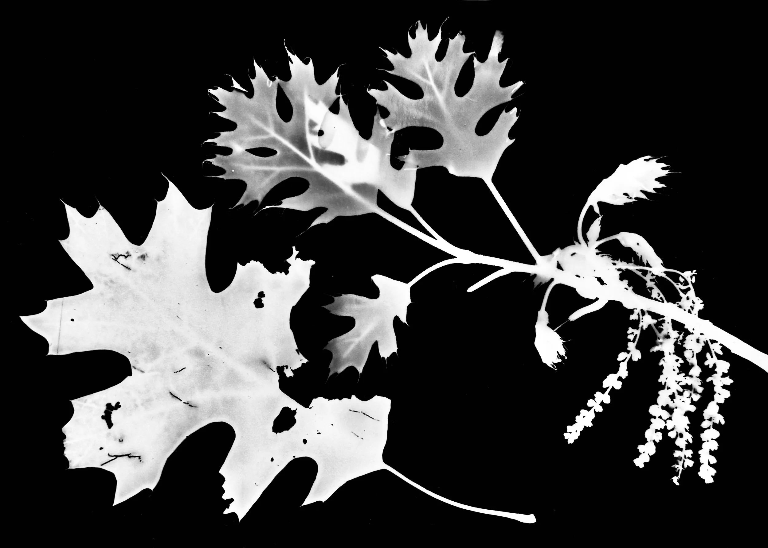 Red Oak
Quercus rubra
8x10