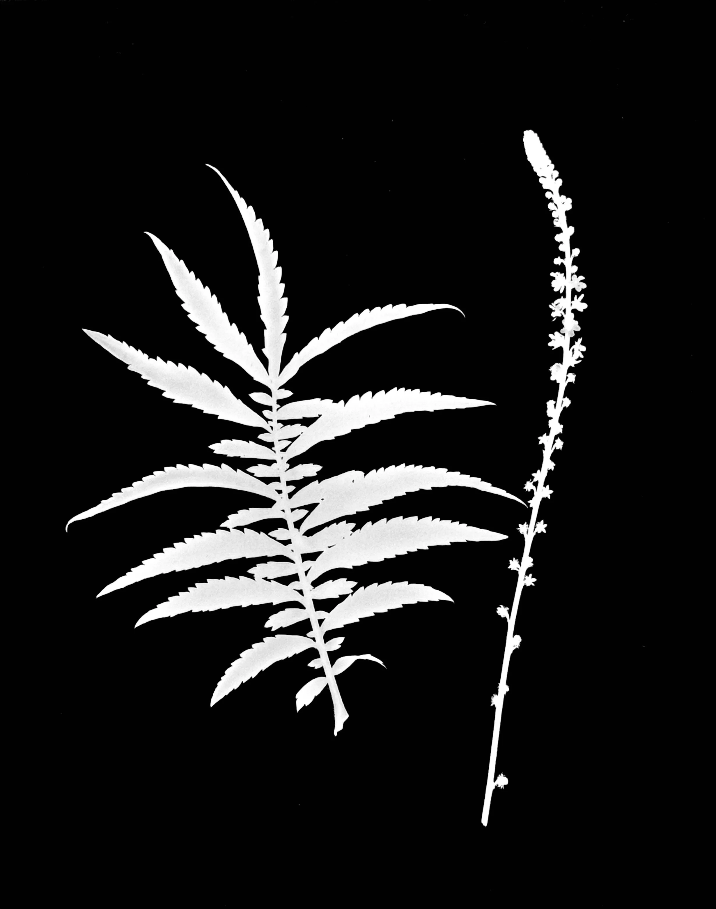 Swamp Agrimony. 8x10
Agrimonia parviflora