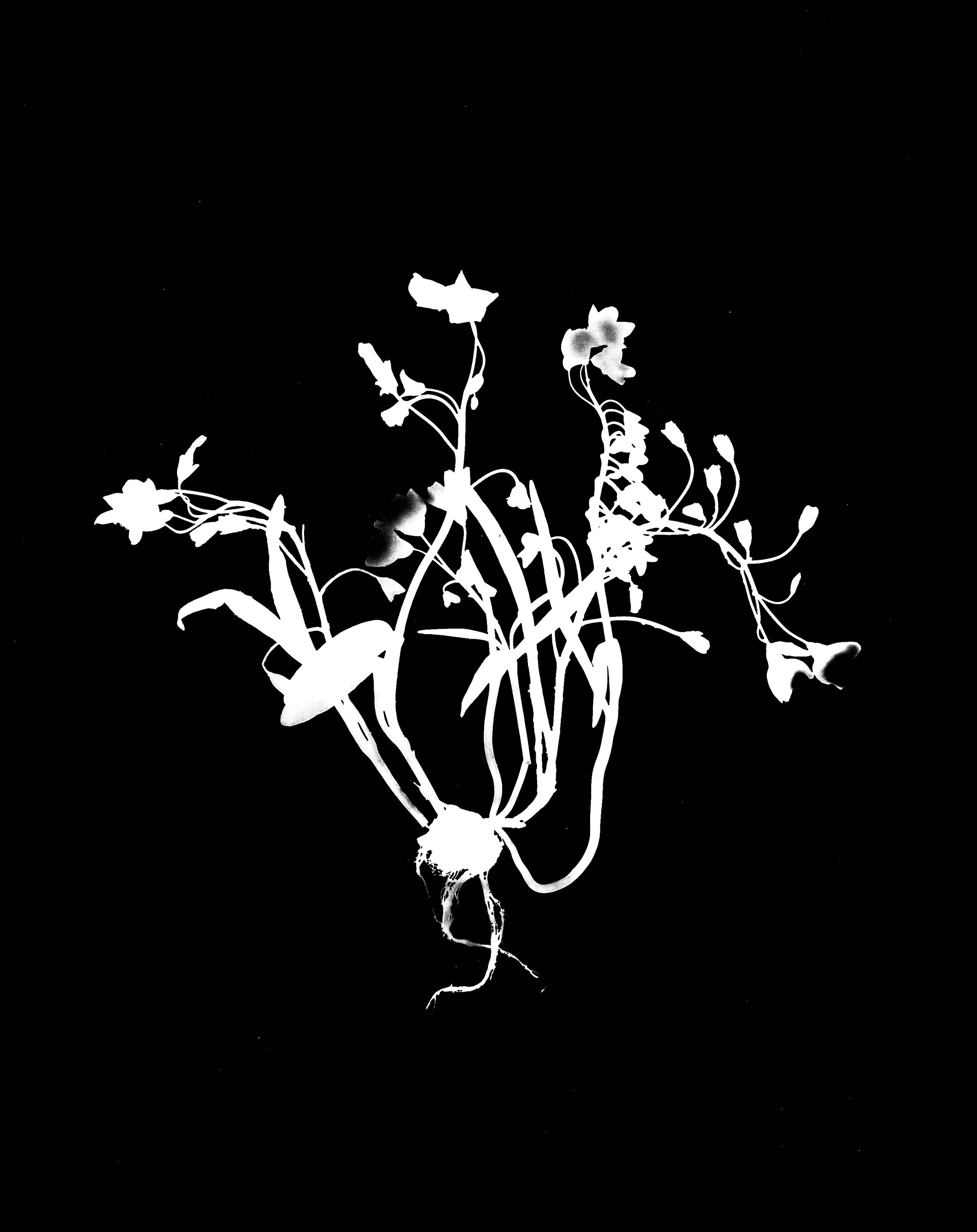 Spring Beauty. 8x10
Claytonia Virginia