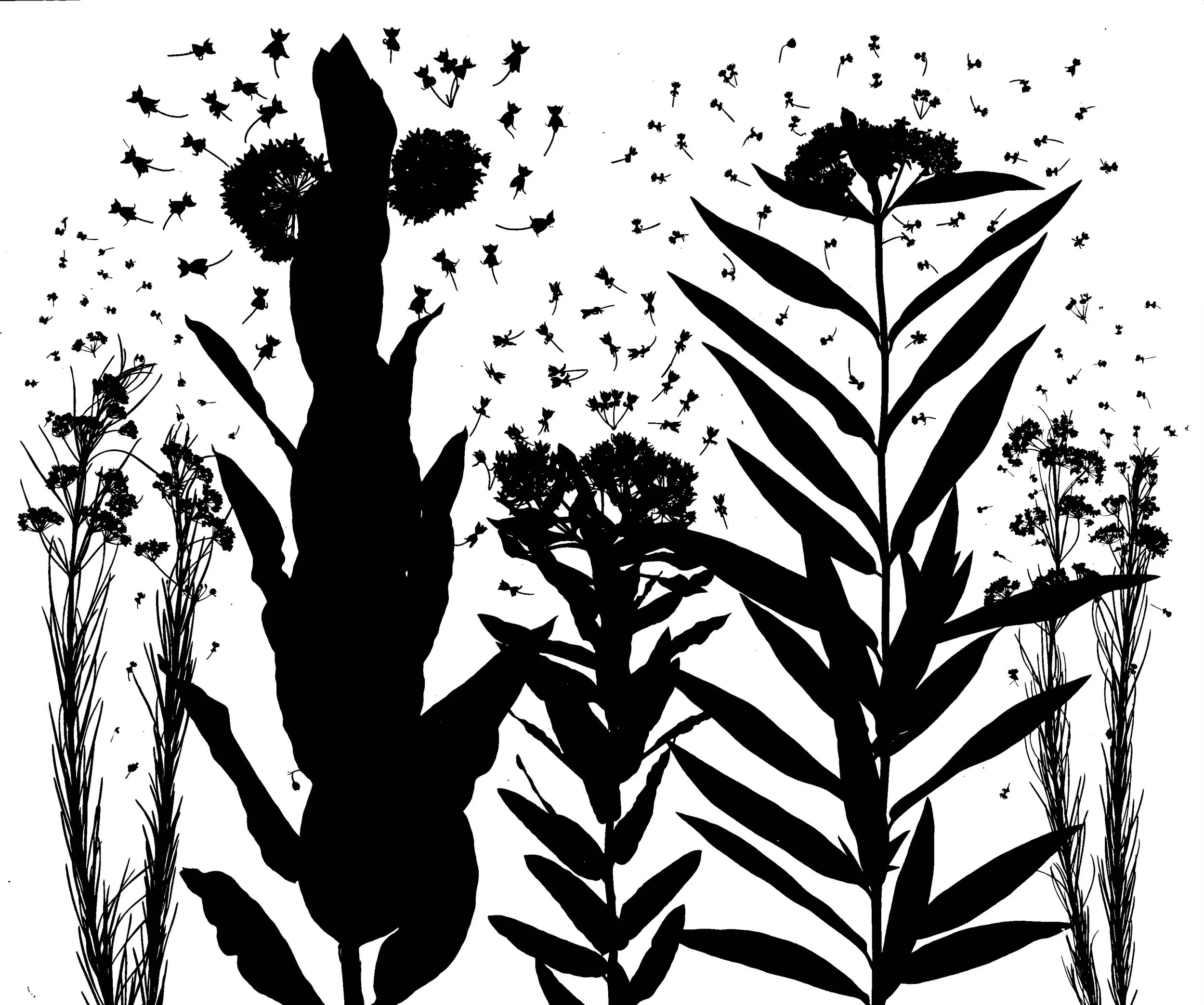 Milkweeds in bloom : whorled, common, butterfly weed, swamp, whorled
Asclepias : verticilatta, syrica, tuberosa, incarnata, verciliatta
20x24.  2B