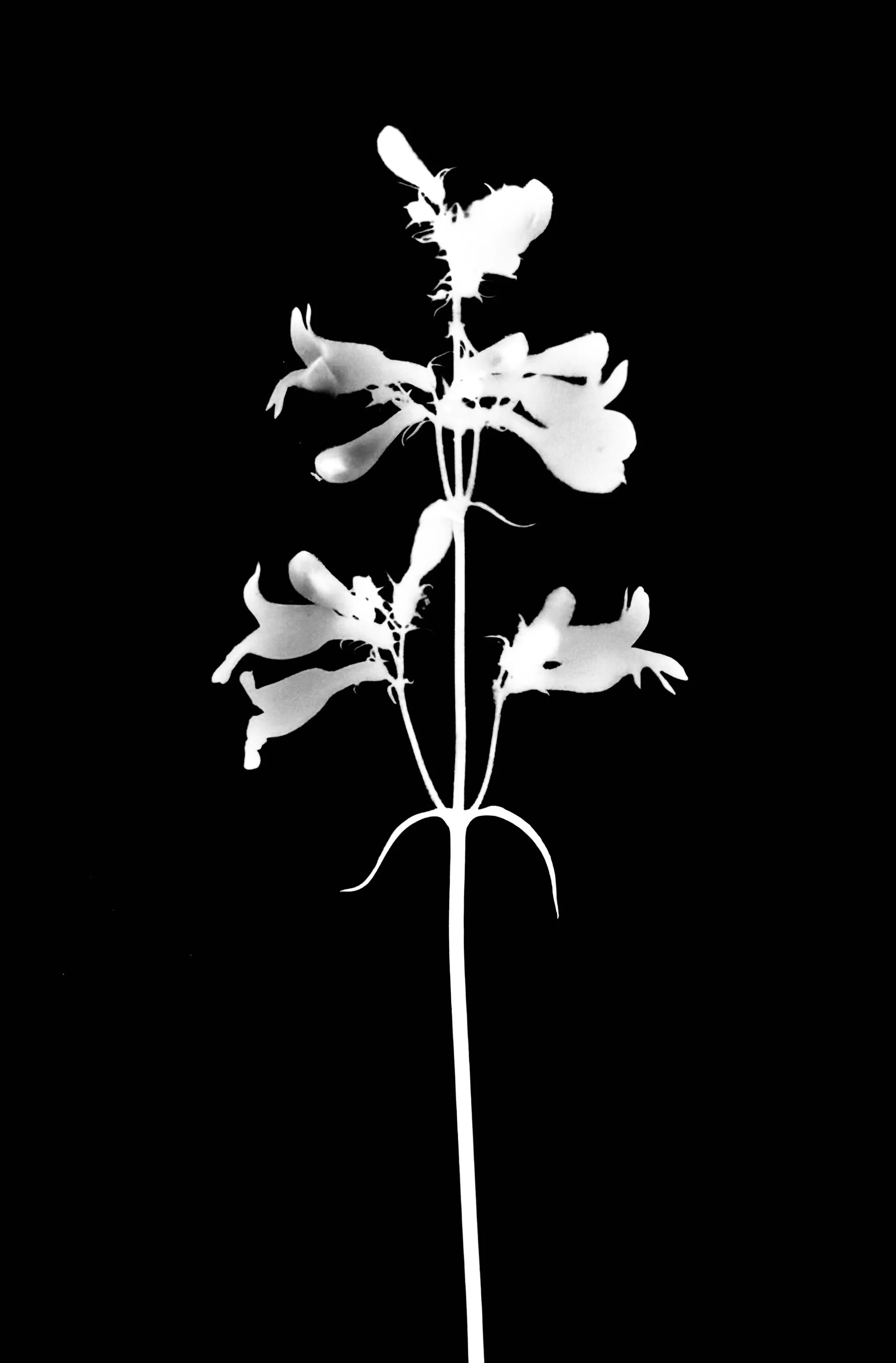 Foxglove beard tongue  5x7
Penstemon digitalis