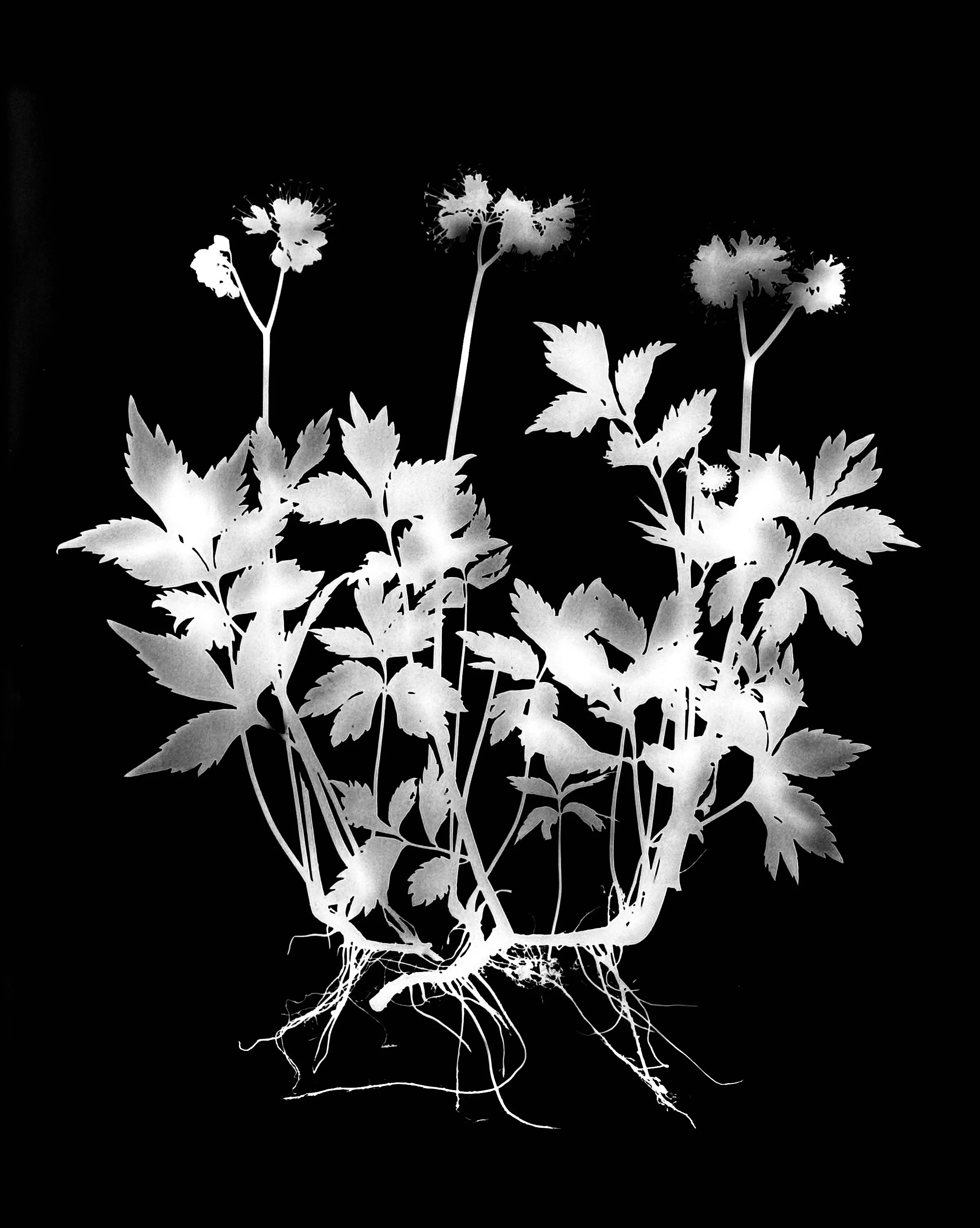 Virginia Waterleaf.  16x20
Hydrophyllum virginianum