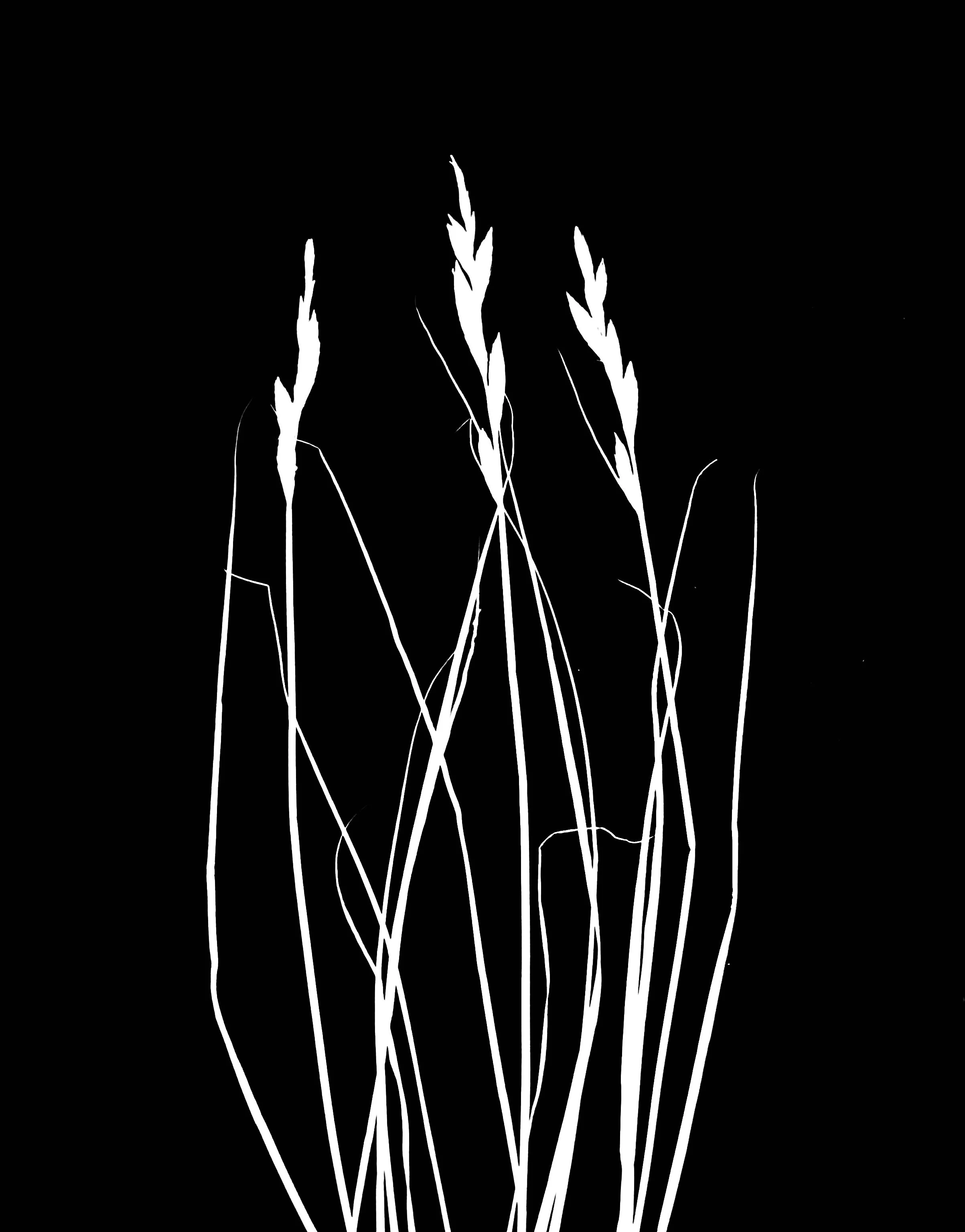 Swamp oval sedge.  8x10
Carex muskingumensis