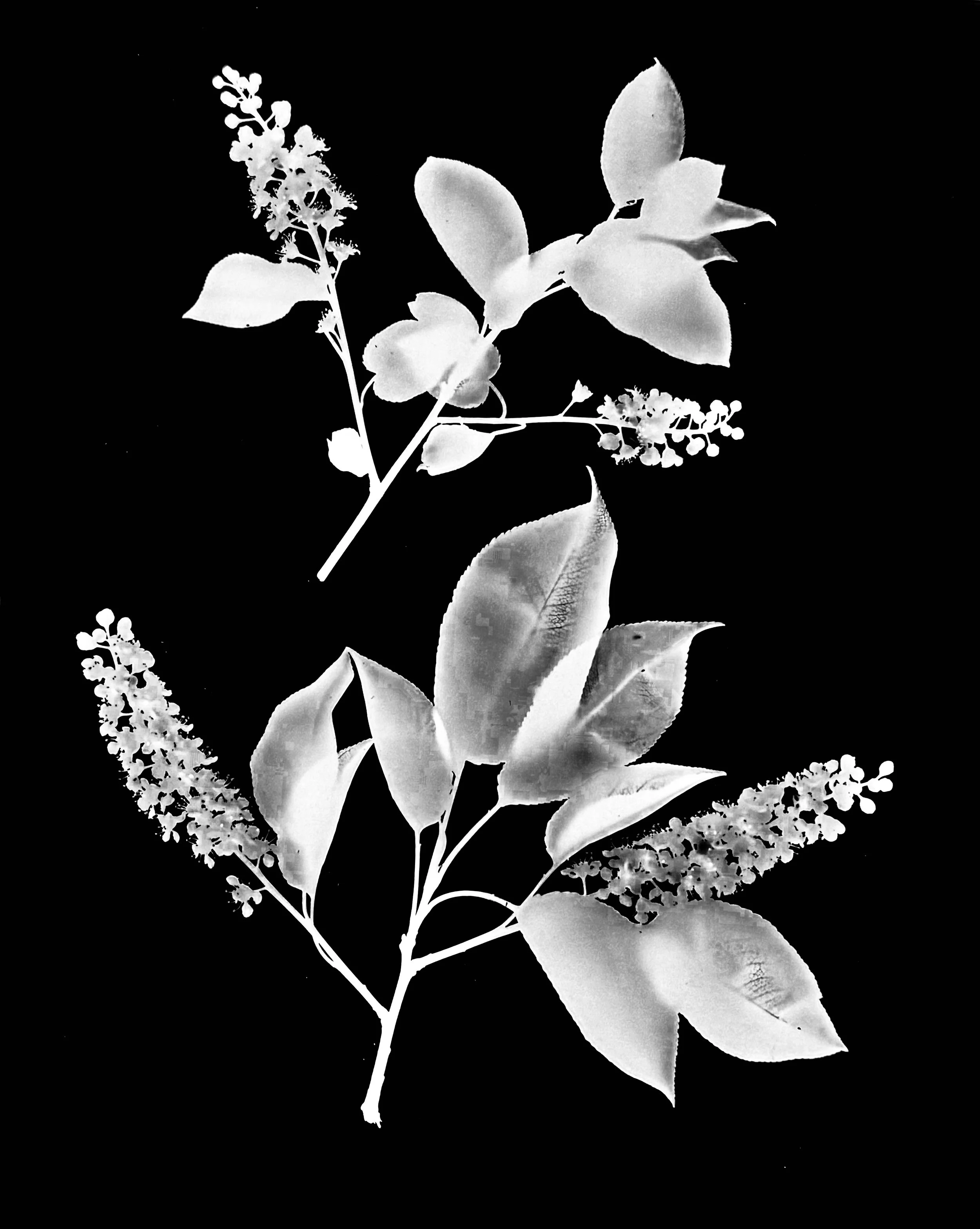 Top- Choke cherry, Bot- Wild black cherry
T-Prunus virginiana, B- Prunus serotina  8x10