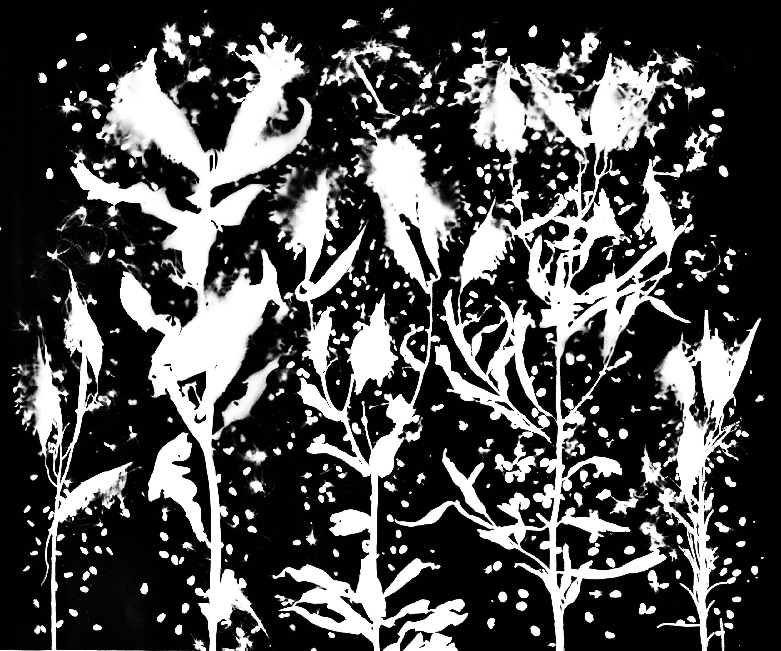 Milkweeds seeds : whorled, common, butterflyweed, swamp, whorled
Asclepias : verticillata, syriaca, tuberosa, incarnata, verticillata
20x24.   3A