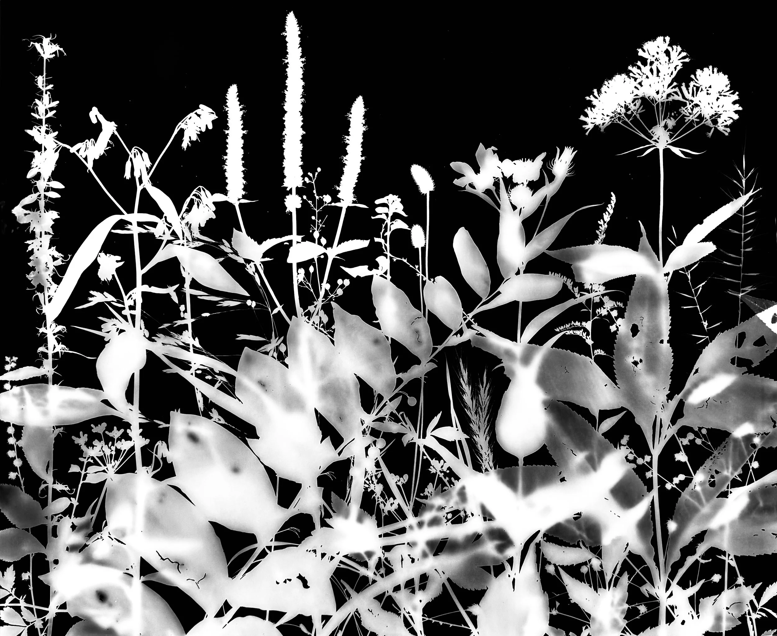 Mid summer woodland, NE Illinois
20x24.    1A