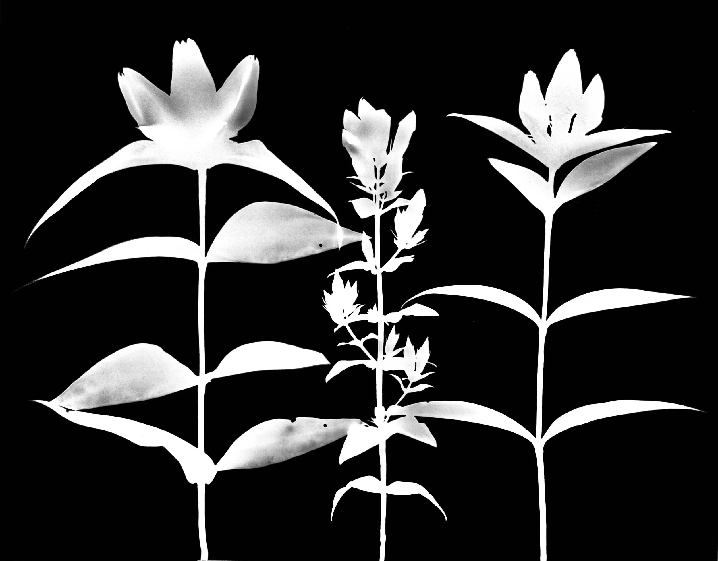 Gentians: Cream, stiff, bottle.   11x14
Gentiana: alba, quinquefolia, andrewsii

