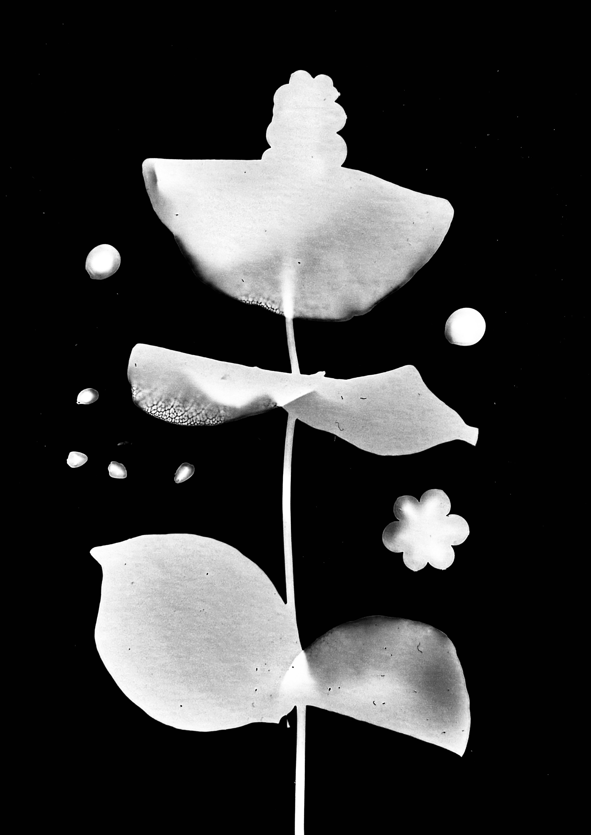 Yellowhoneysuckle berries
Lonicera reticulata. 5x7   2A. 2 of 2