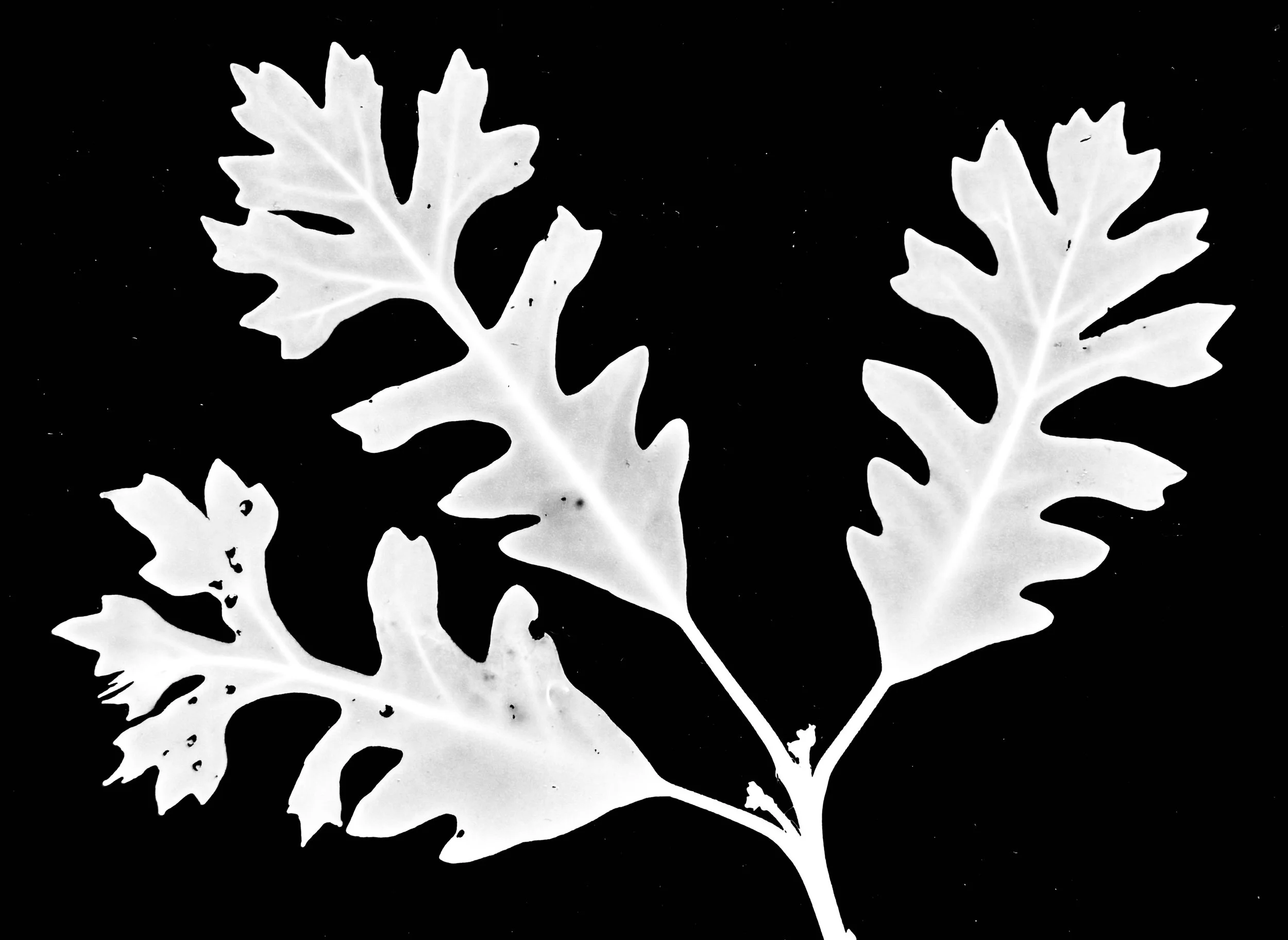 Bur Oak flowers
Quercus macrocarpa
8x10