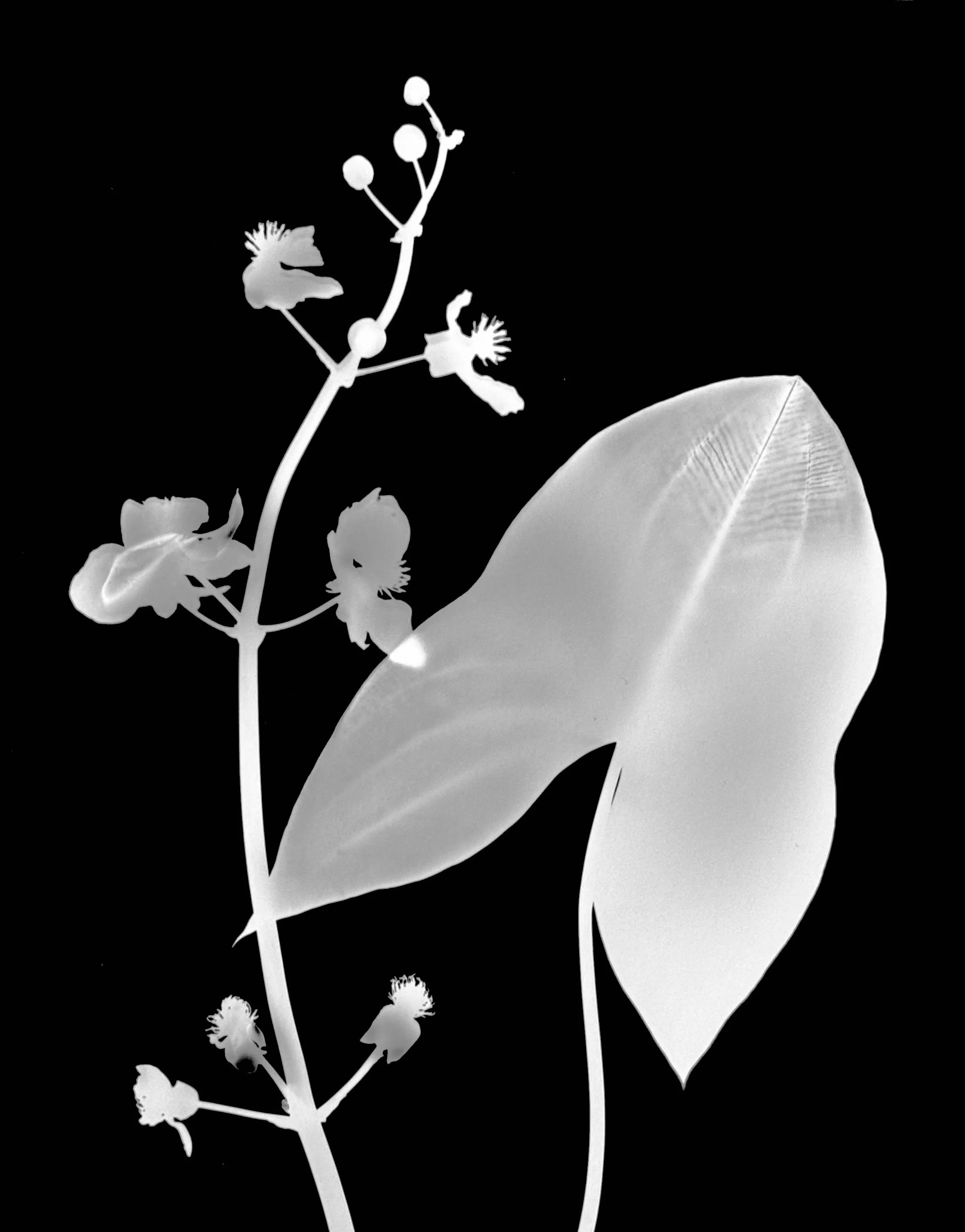 Common arrowhead. 11x14
Sagittaria latifolia