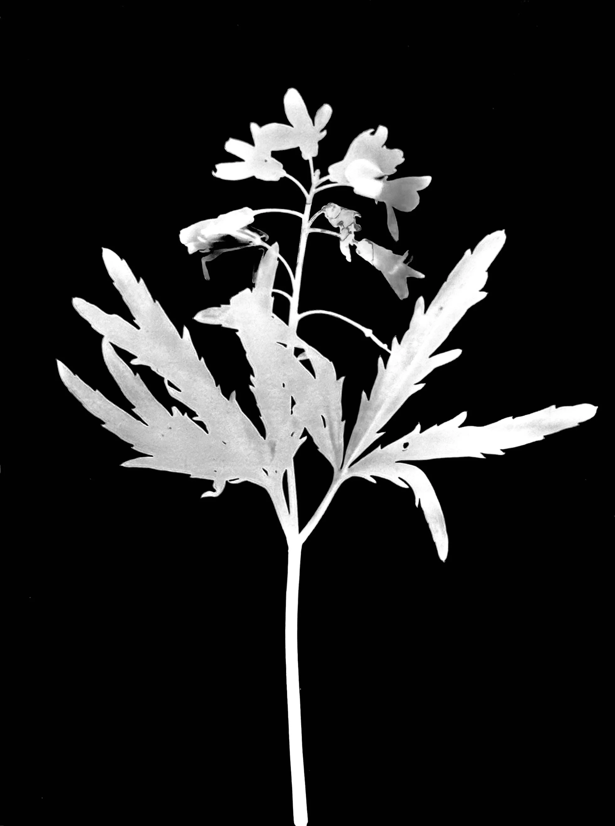 Toothwort  5x7
Dentaria laciniata