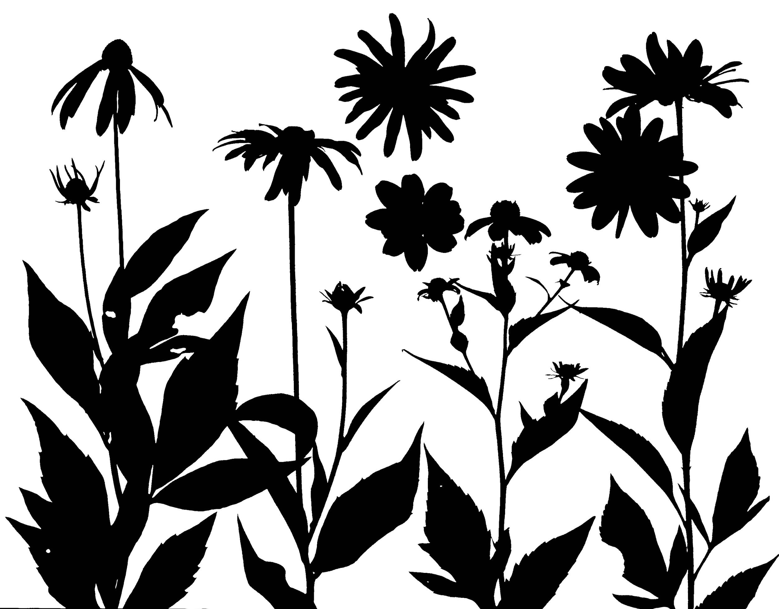 Rudbeckias: Wild Golden Glow, Sweet  Scented Black-Eyed Susan, Brown-eyed
Susan, Black-Eyed Susan
Rudbeckia (R) laciniata, R.subtementosa, 
R. triloba, R. hirta.      
11x14.   1B
