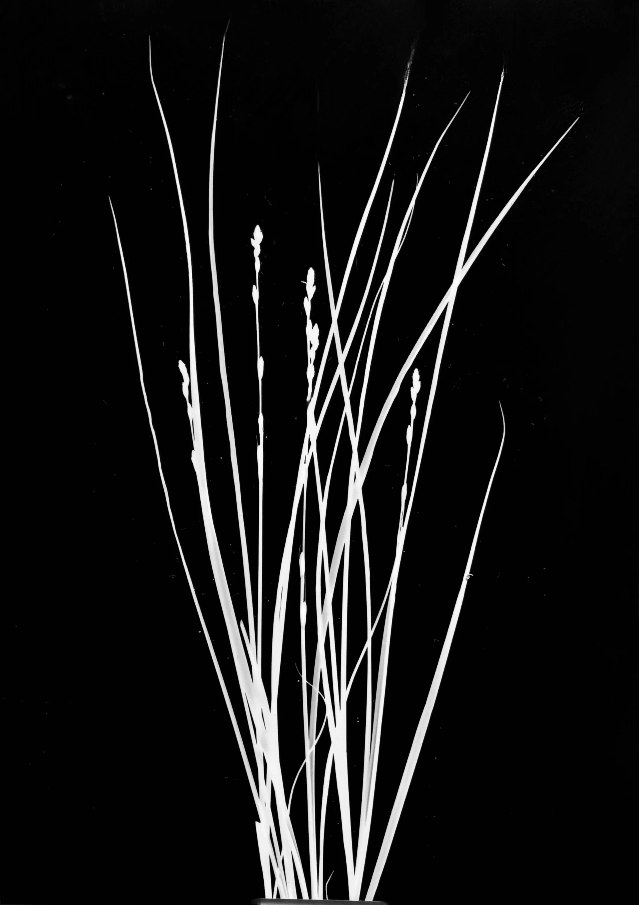 Brome tussock sedge
Carex bromoides.  8x10