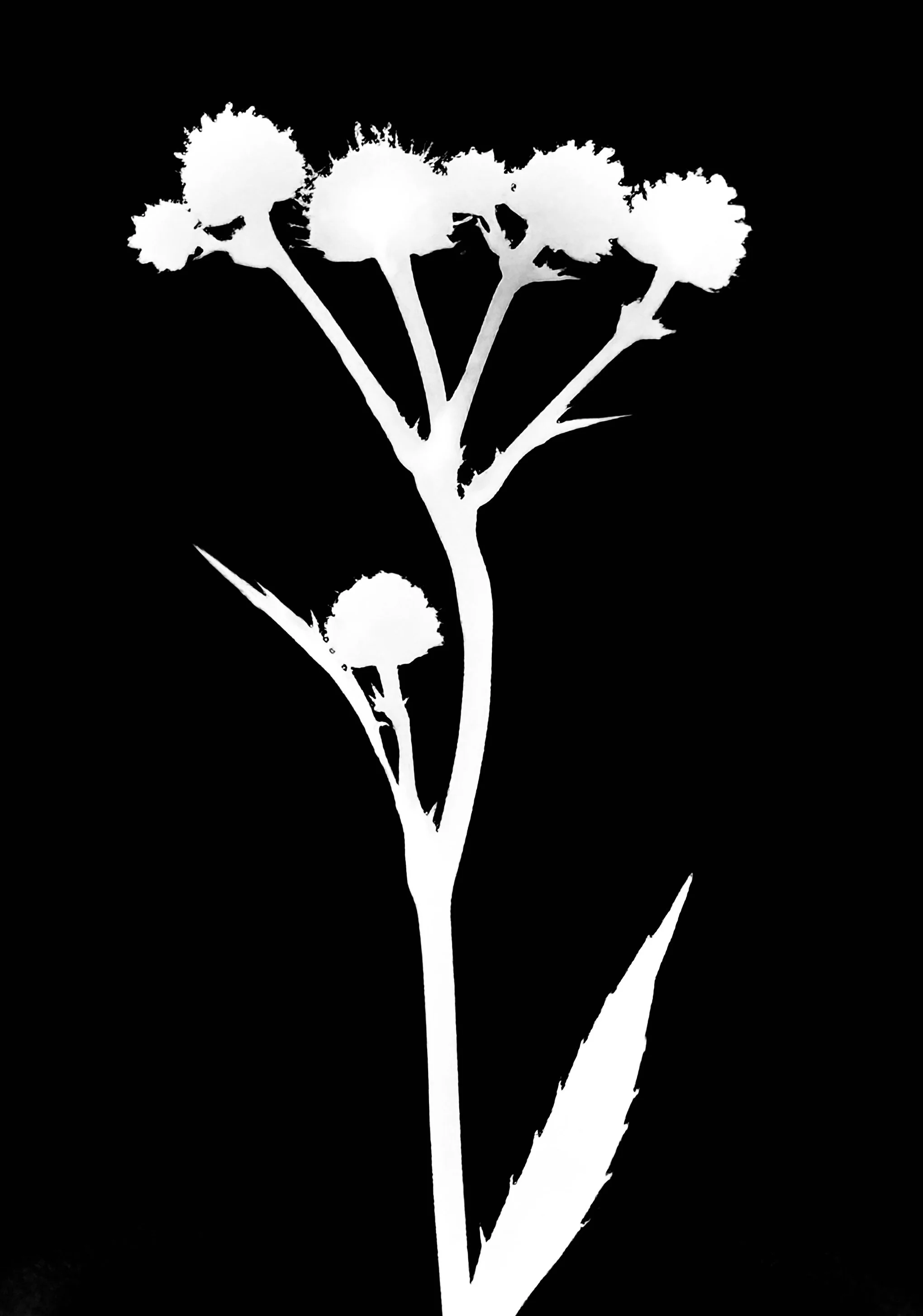 Rattlesnake Master.    5x7
Eryngium yuccifolium, var1