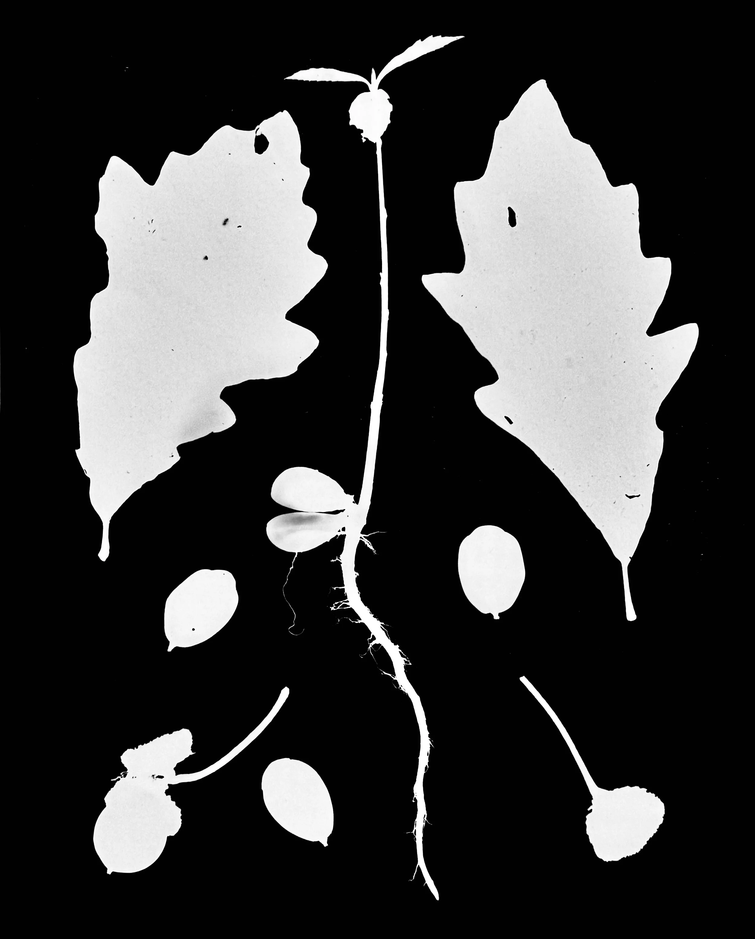 Swamp White Oak Seedling
Quercus bicolor
8x10