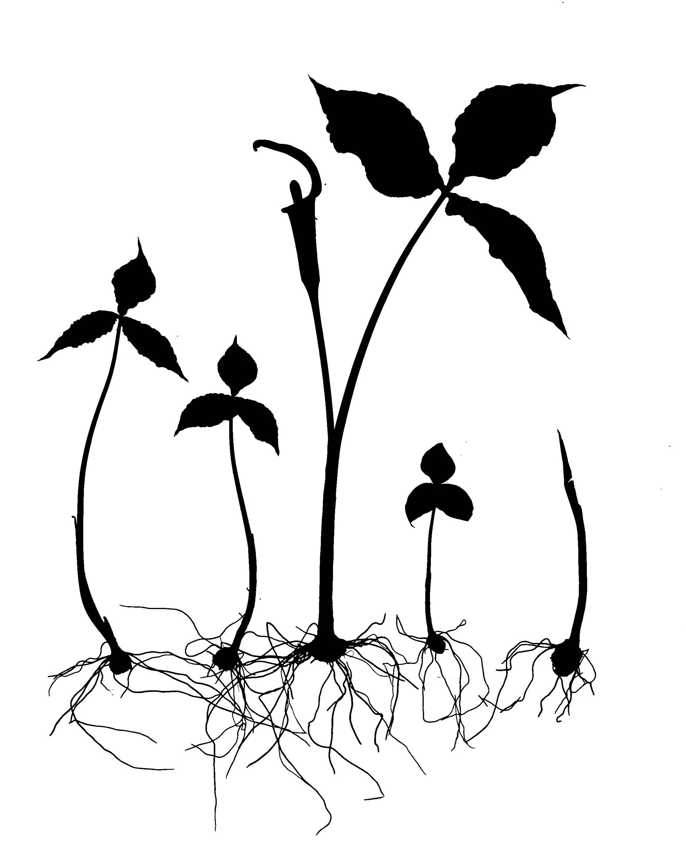 Jack-in-the-Pulpit 
Arisaema triphyllum. 16x20. 1B