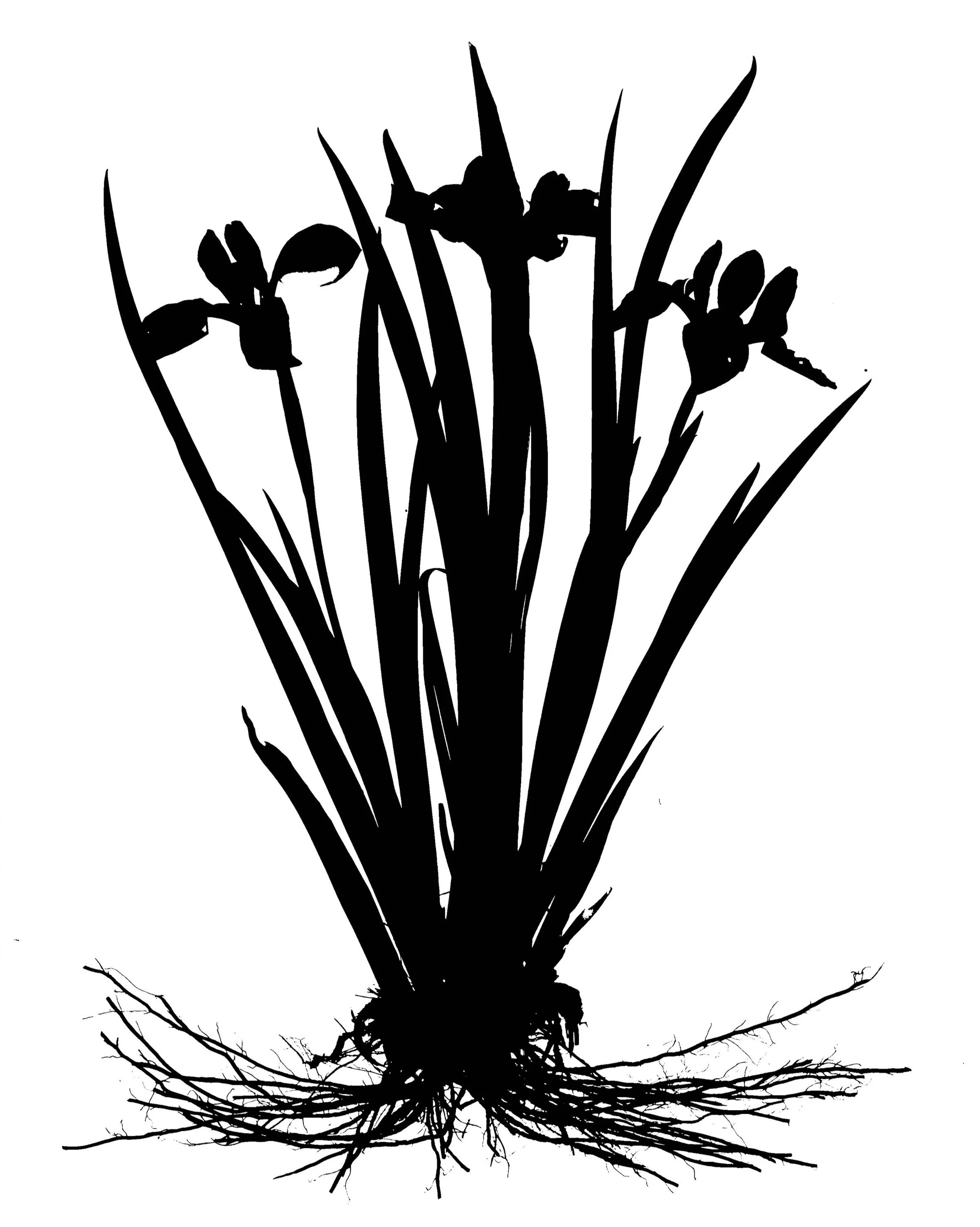 Blue Flag Iris. 16x20. 1B
Iris Virginica  shrevei