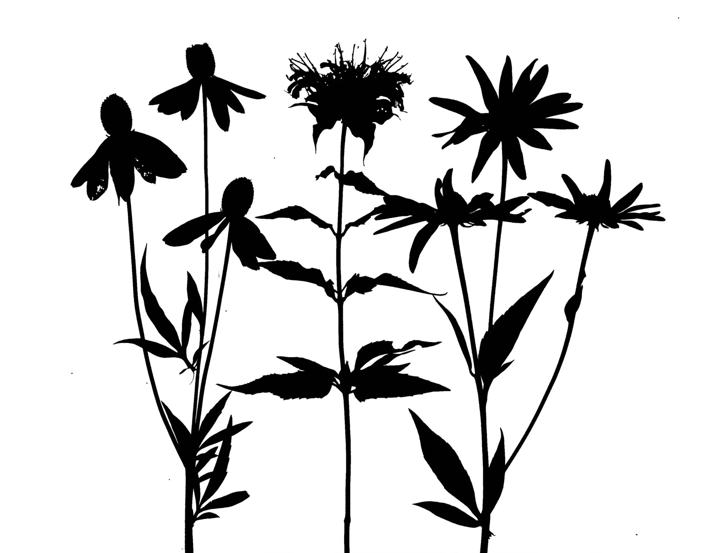 Mid summer prairie plants
Yellow Coneflower, Wild Bergamot, Black-eyed Susan
Ratibida pinnata, Monarda fistulosa, Rudbekia hirta.   11x14.  1B