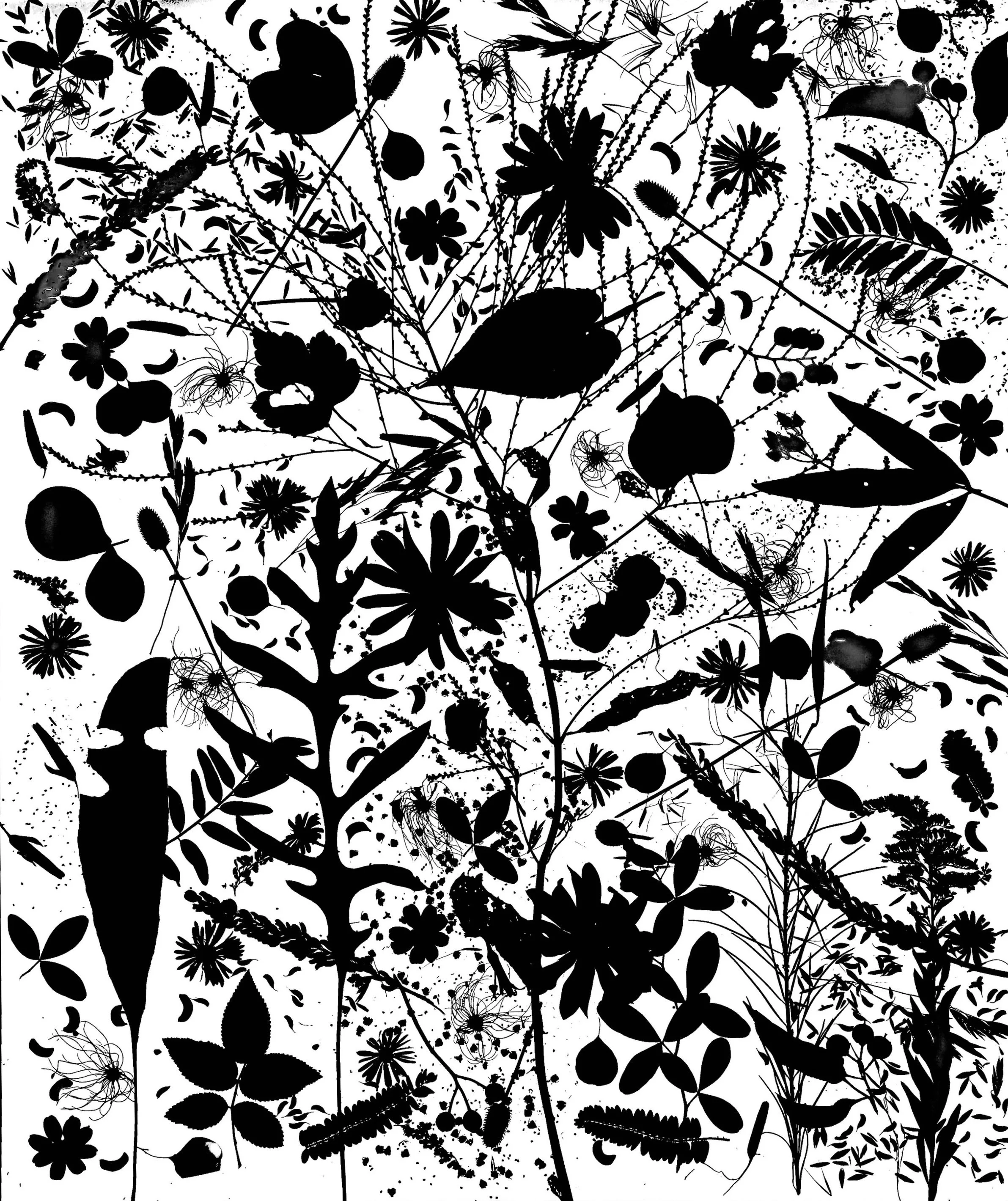 Native leaves, flowers and seeds, NE Illinois
20x24.  1B