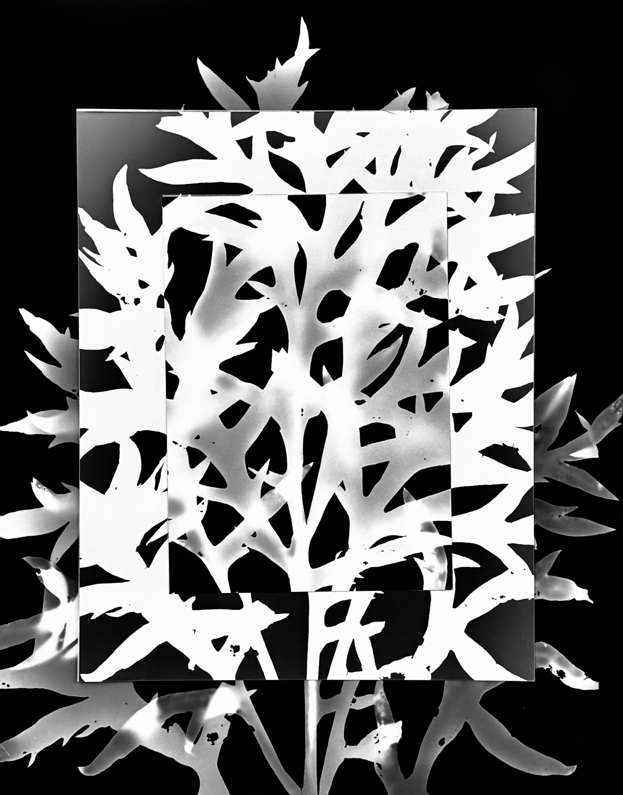 Compass Plant leaf abstracted
11x14