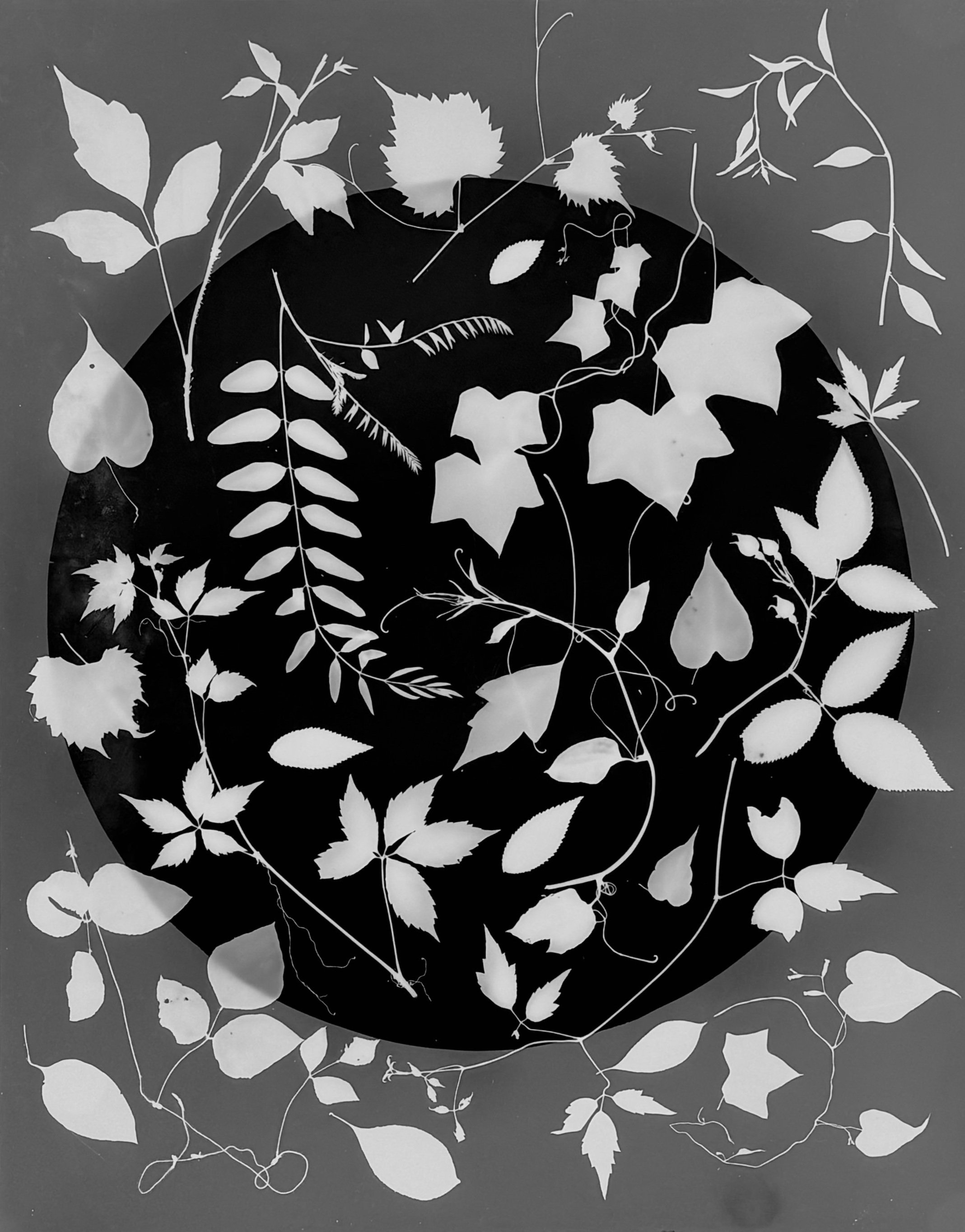 Native vines, NE Illinois
16x20.  1A

