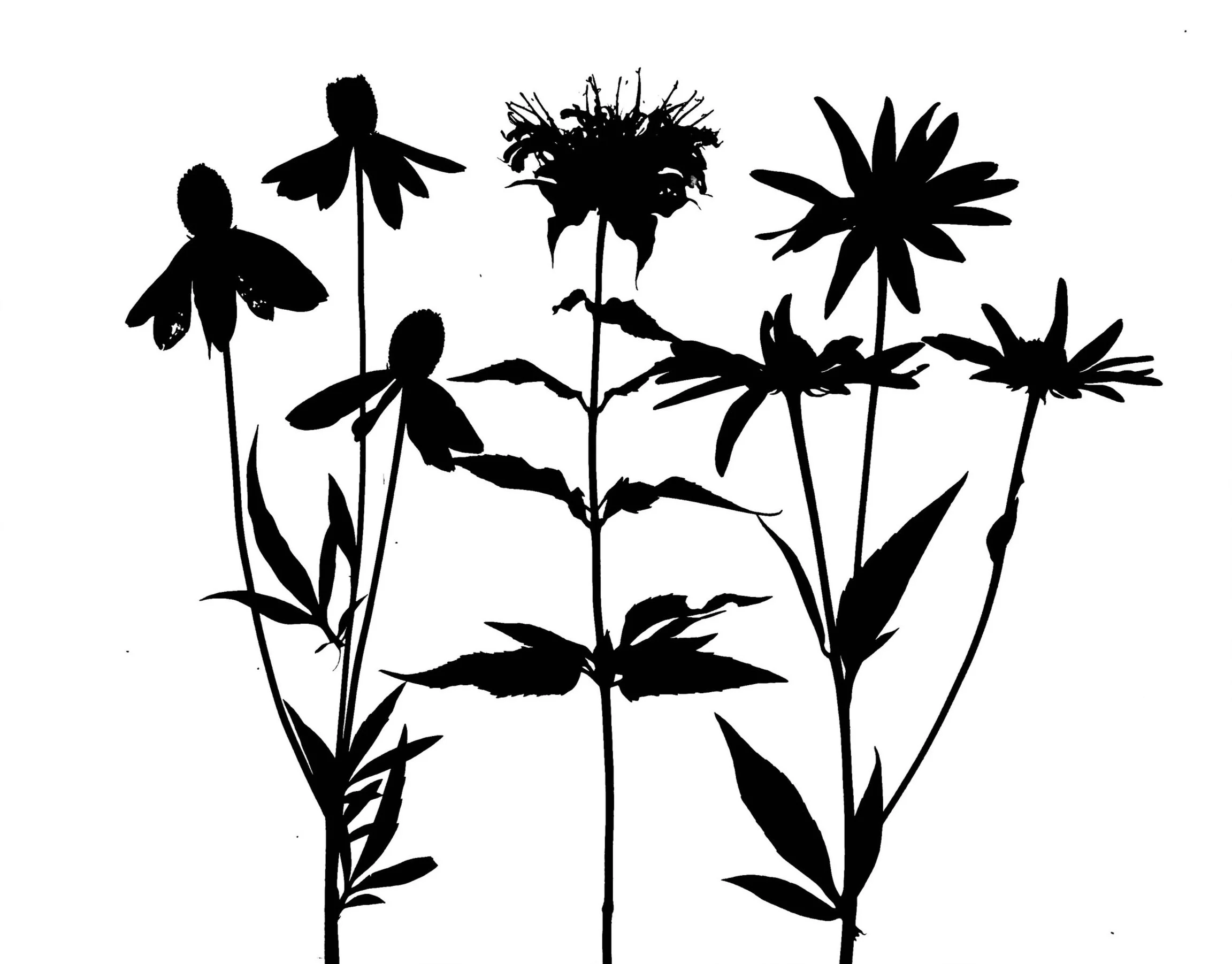 Mid summer prairie plants. 
Yellow coneflower, wild Bergamot
Black-Eyed-Susan.   11x14.    1B 