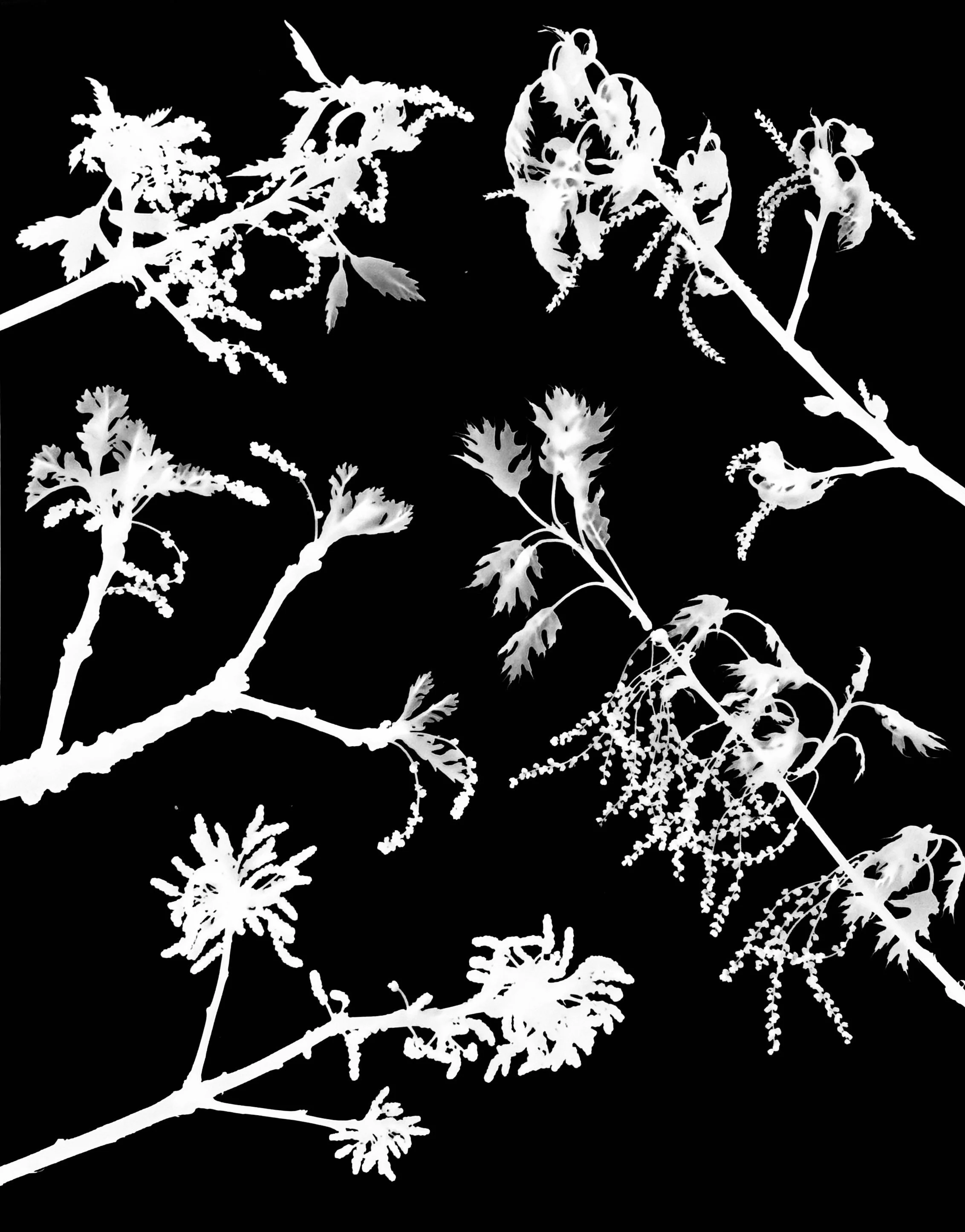 Oaks of Illinois - Early Bloom  2 of 4
CW from upper right : Red, Scarlett, alba,
Bur, Swamp White
Quercus rubra, coccinea, alba, macrocarpa, 
bicolor
16x20