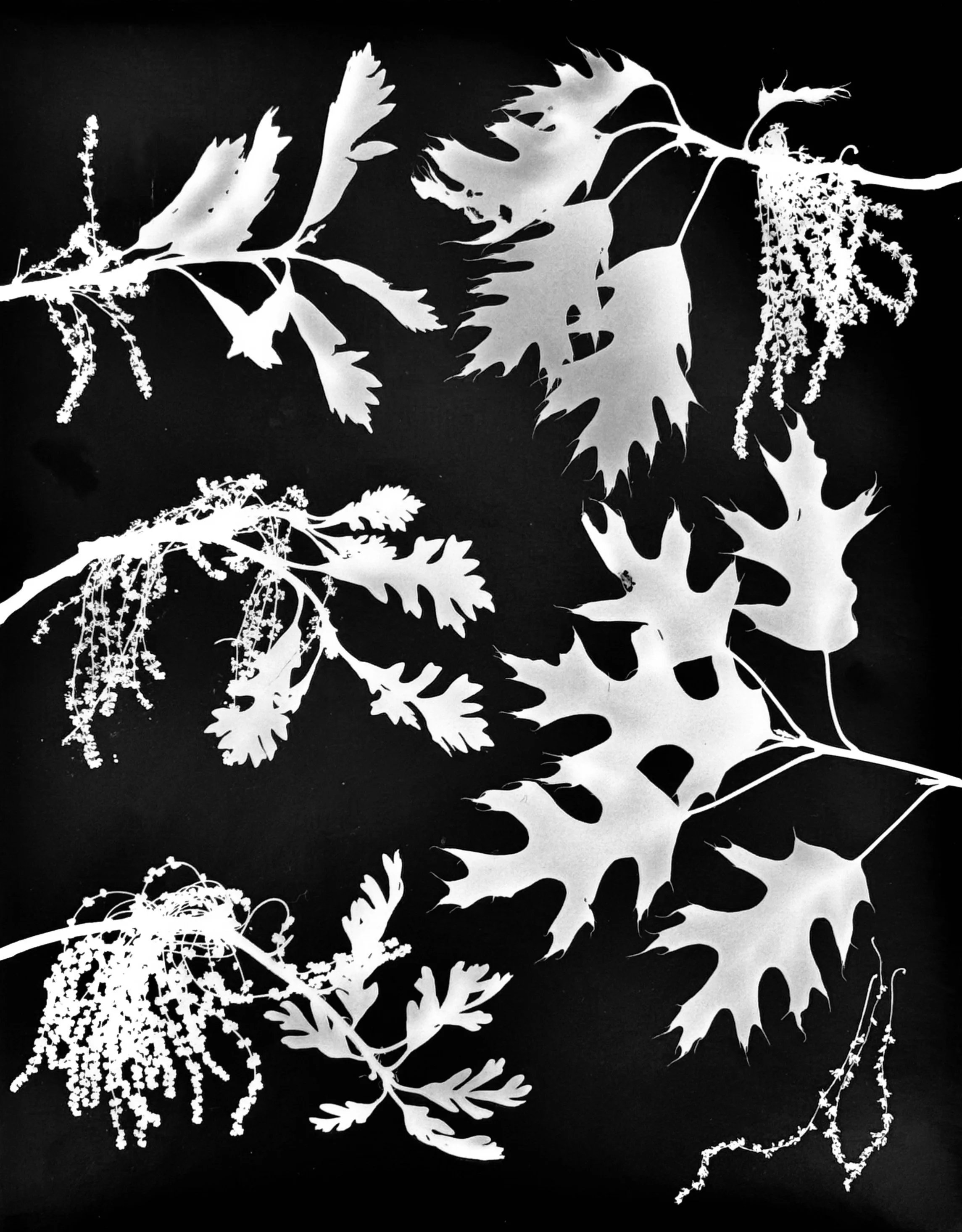 Oaks of NE Illinois- Full Bloom.  3 of 4
CW from upper right : Red, Scarlet, White,
Bur, Swamp White 
Quercus : rubra, coccinea, alba, macrocarpa, bicolor
16x20