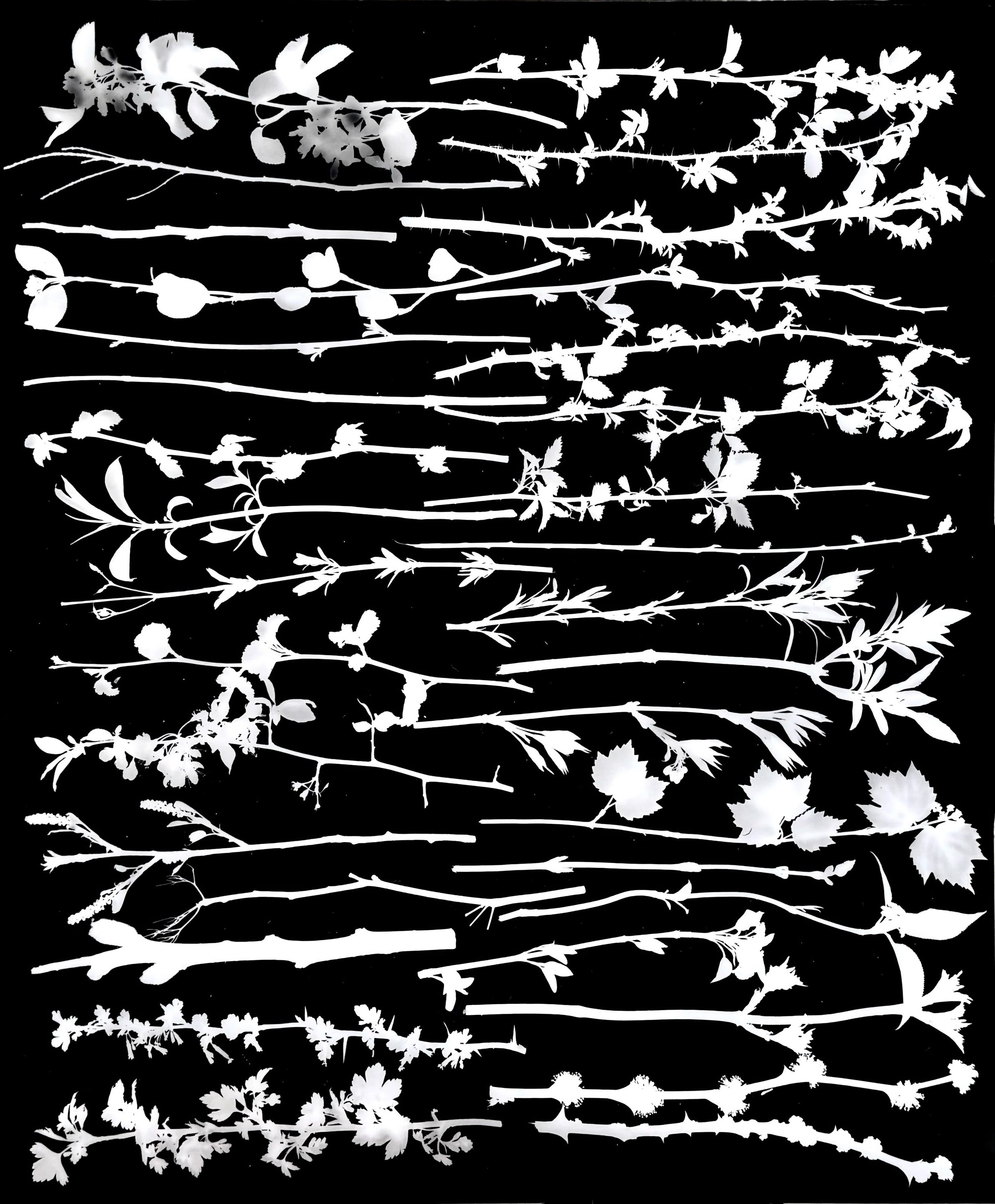 Native Shrub Twigs After Bud Break, NE Illinois
20x24.  2 of 4.        Names Later