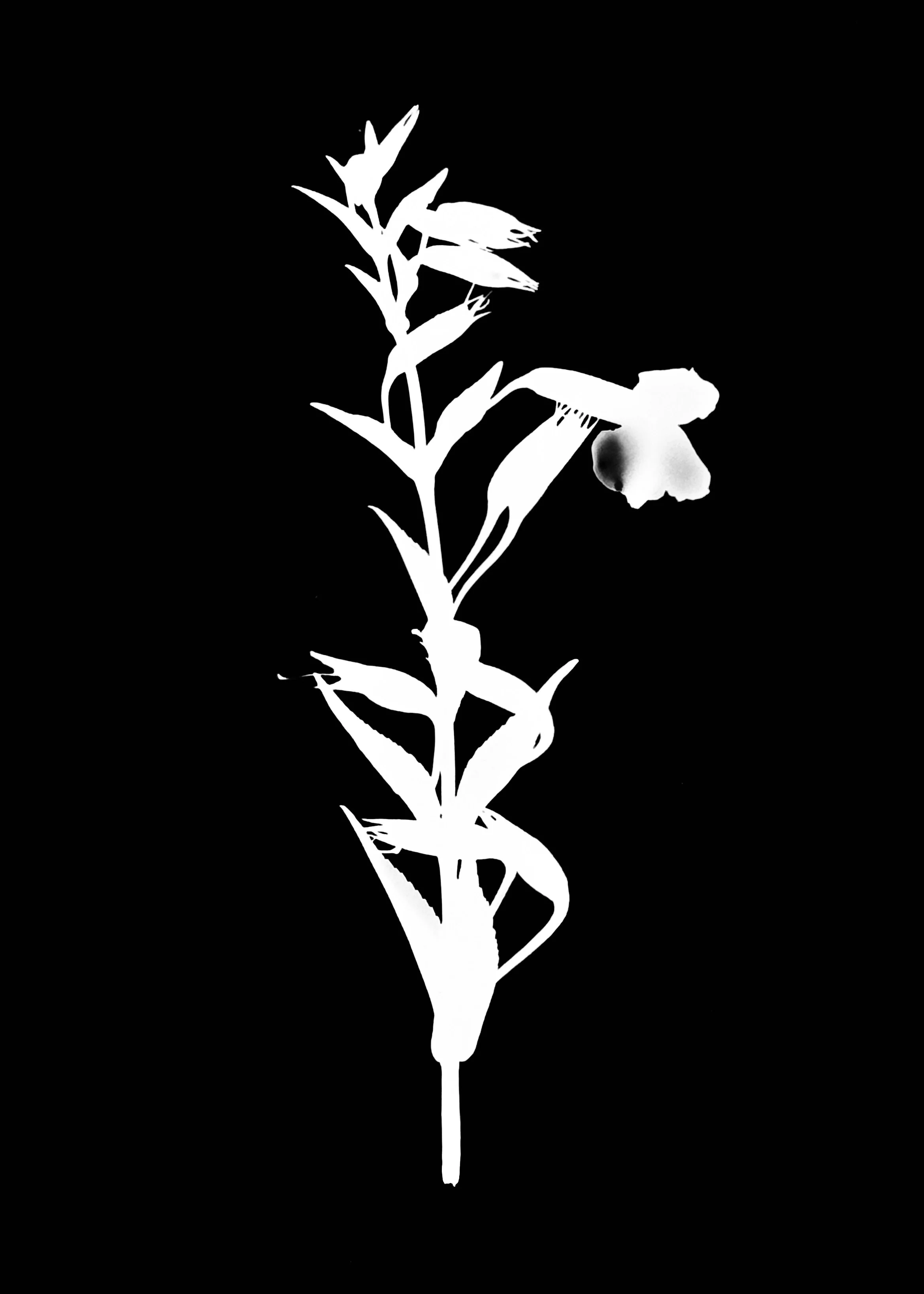 Monkey flower. 5x7
Mimulus ringens