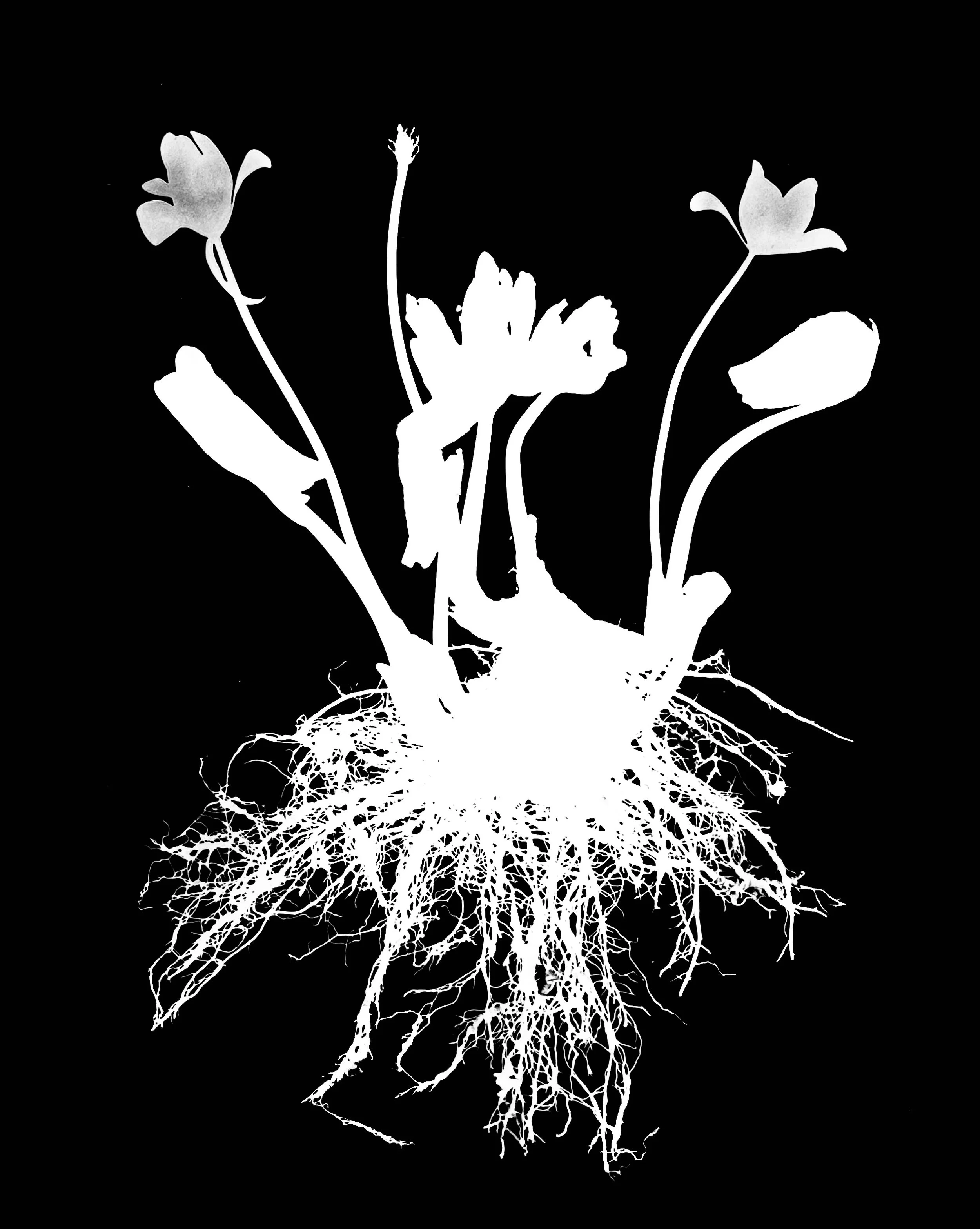 Marsh marigold 
Caltha palustris. 8x10