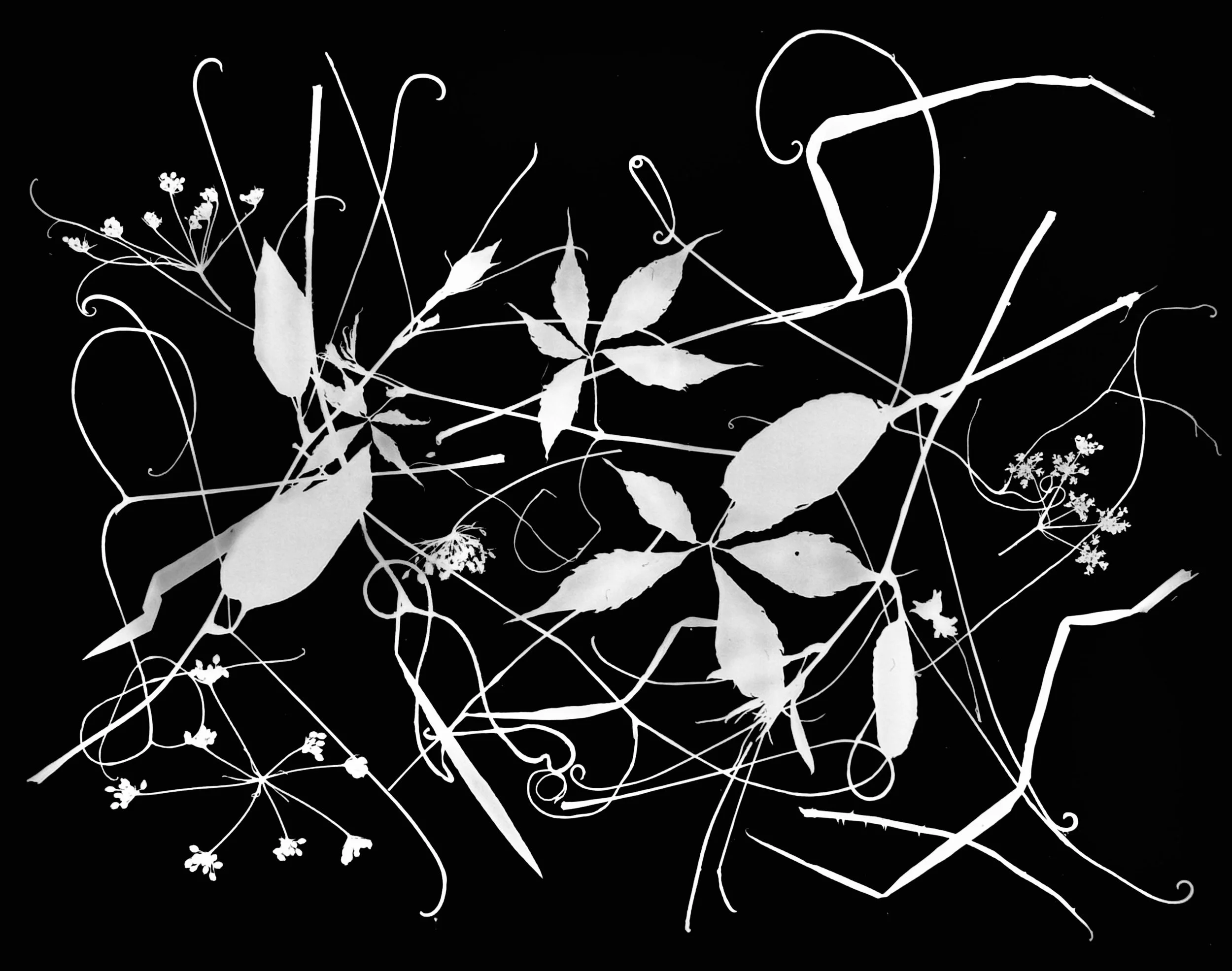 Native leaves, flowers and seeds, NE Illinois
11x14