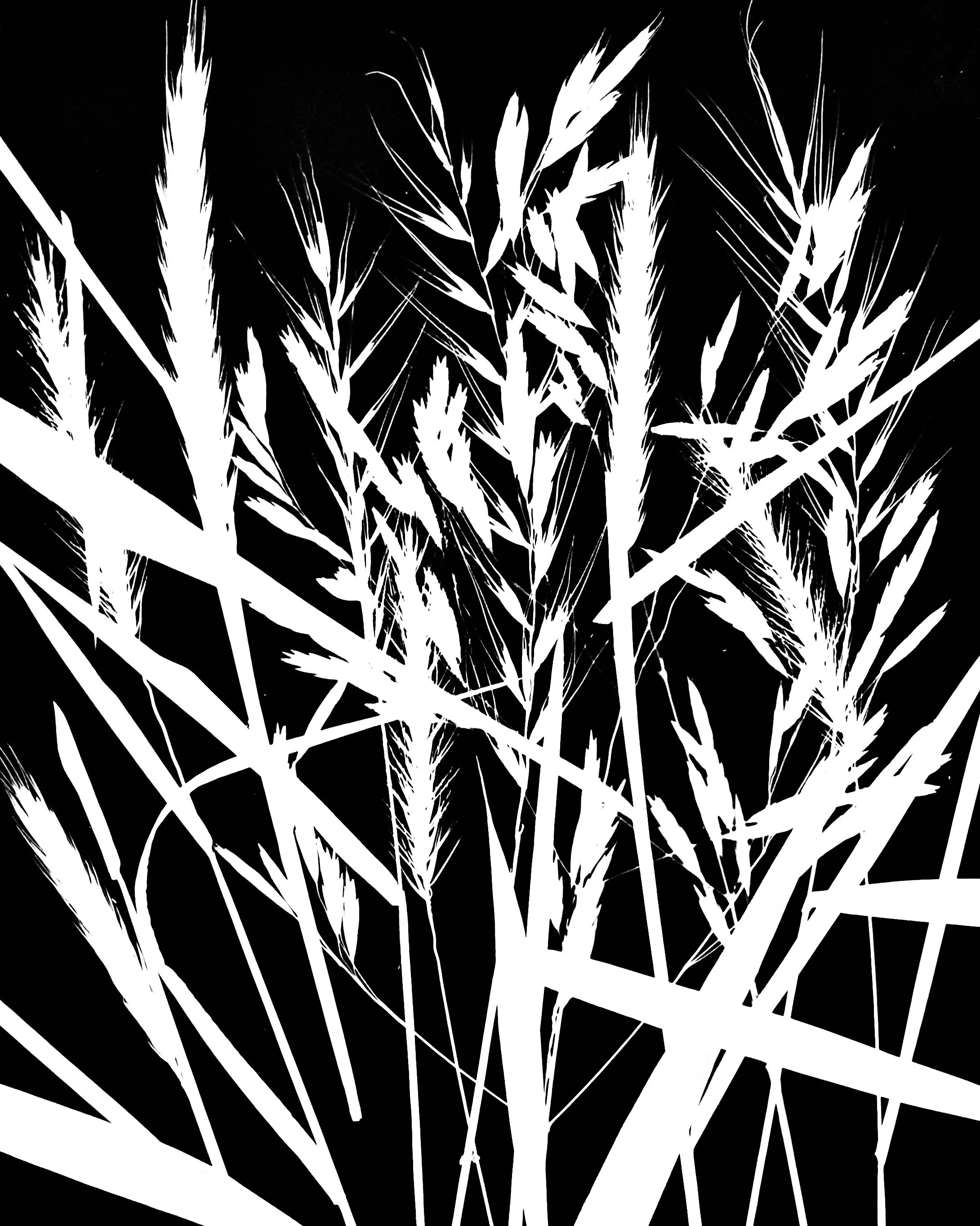 Woodland grasses: Virginia Rye, Silky Rye, Ear-Leaved Brome, Bottle Brush Grass
8x10. Var.1