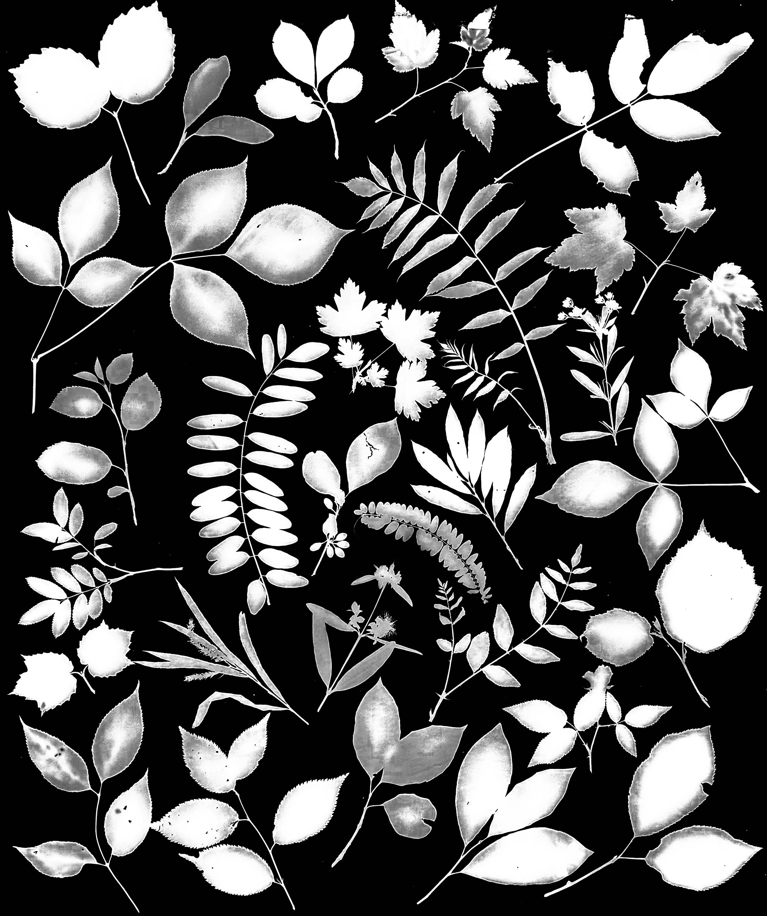 Native shrub leaves, NE Illinois  
16x20.  1A