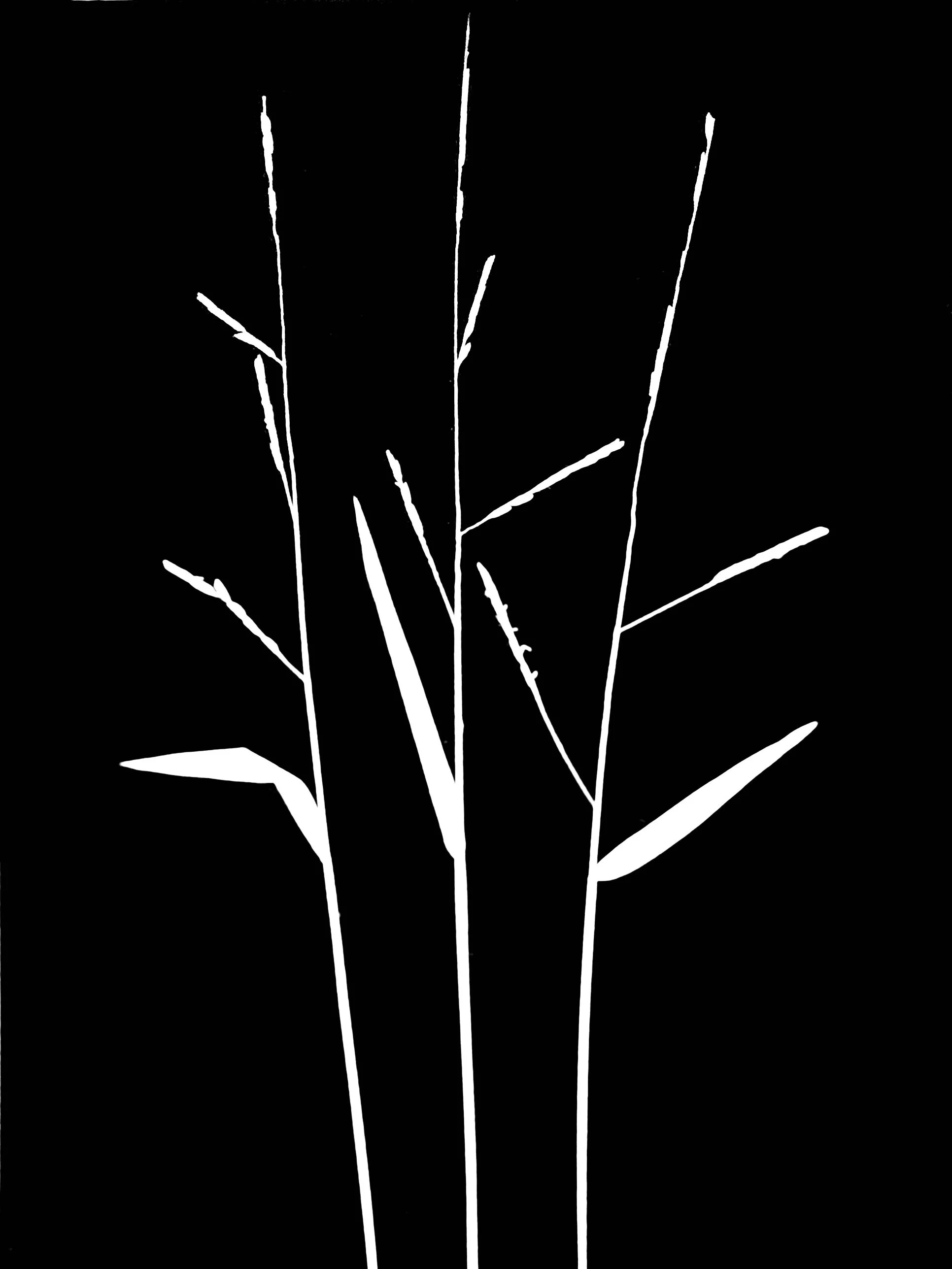 White Grass.    5x7
Leersia Virginia