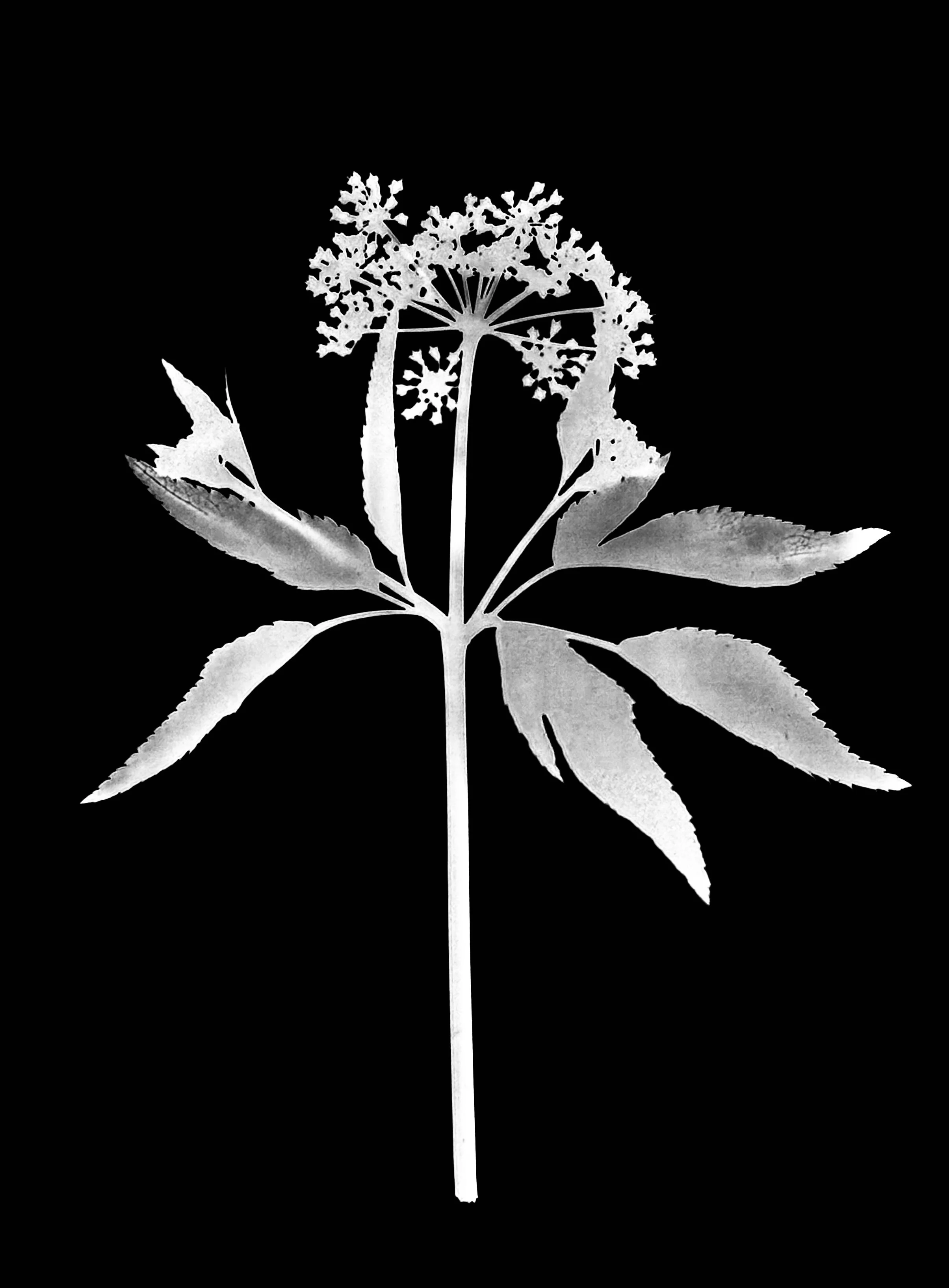 Golden Alexanders
Zizia aurea. 5x7