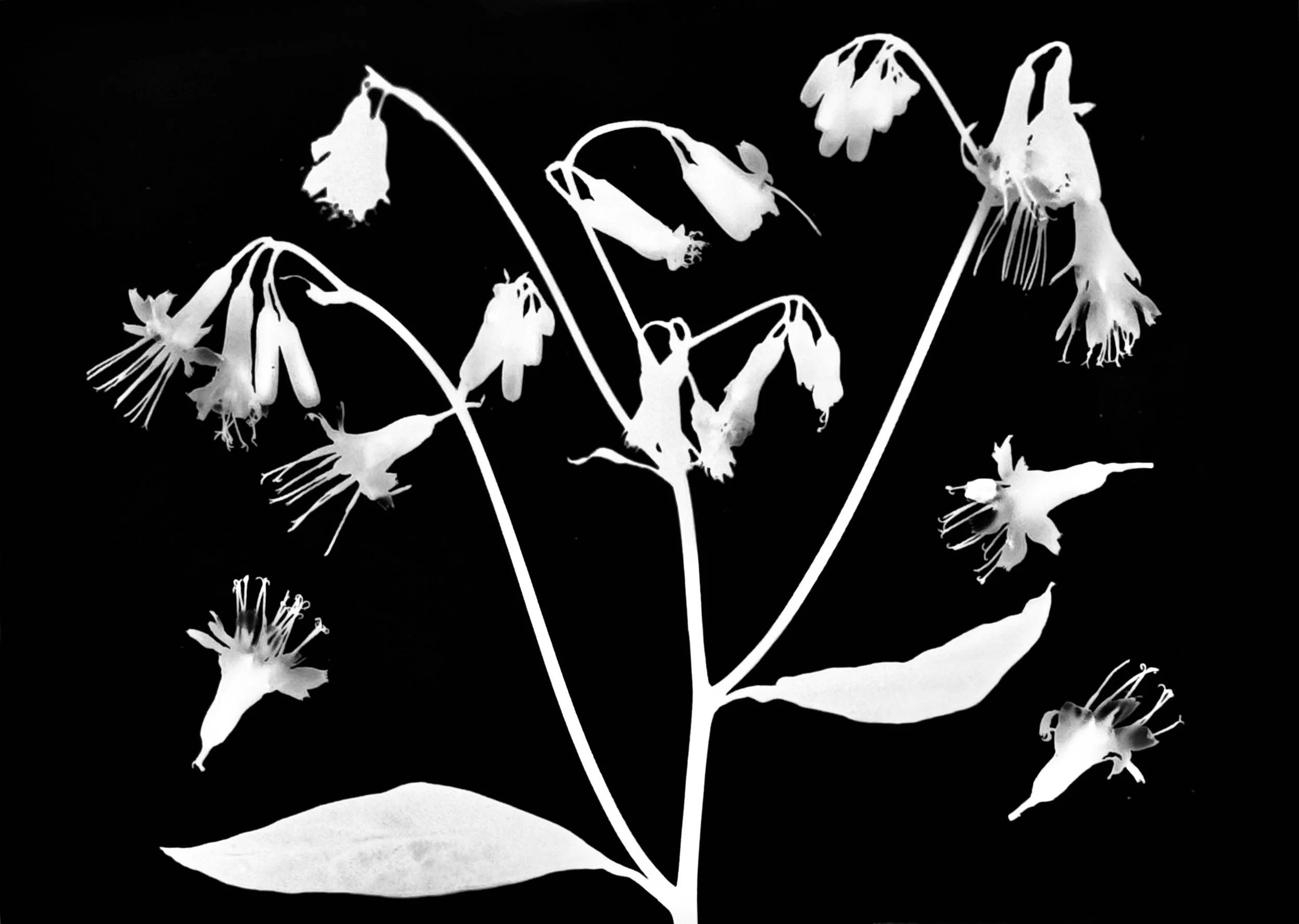 White lettuce  5x7
Prenanthes alba