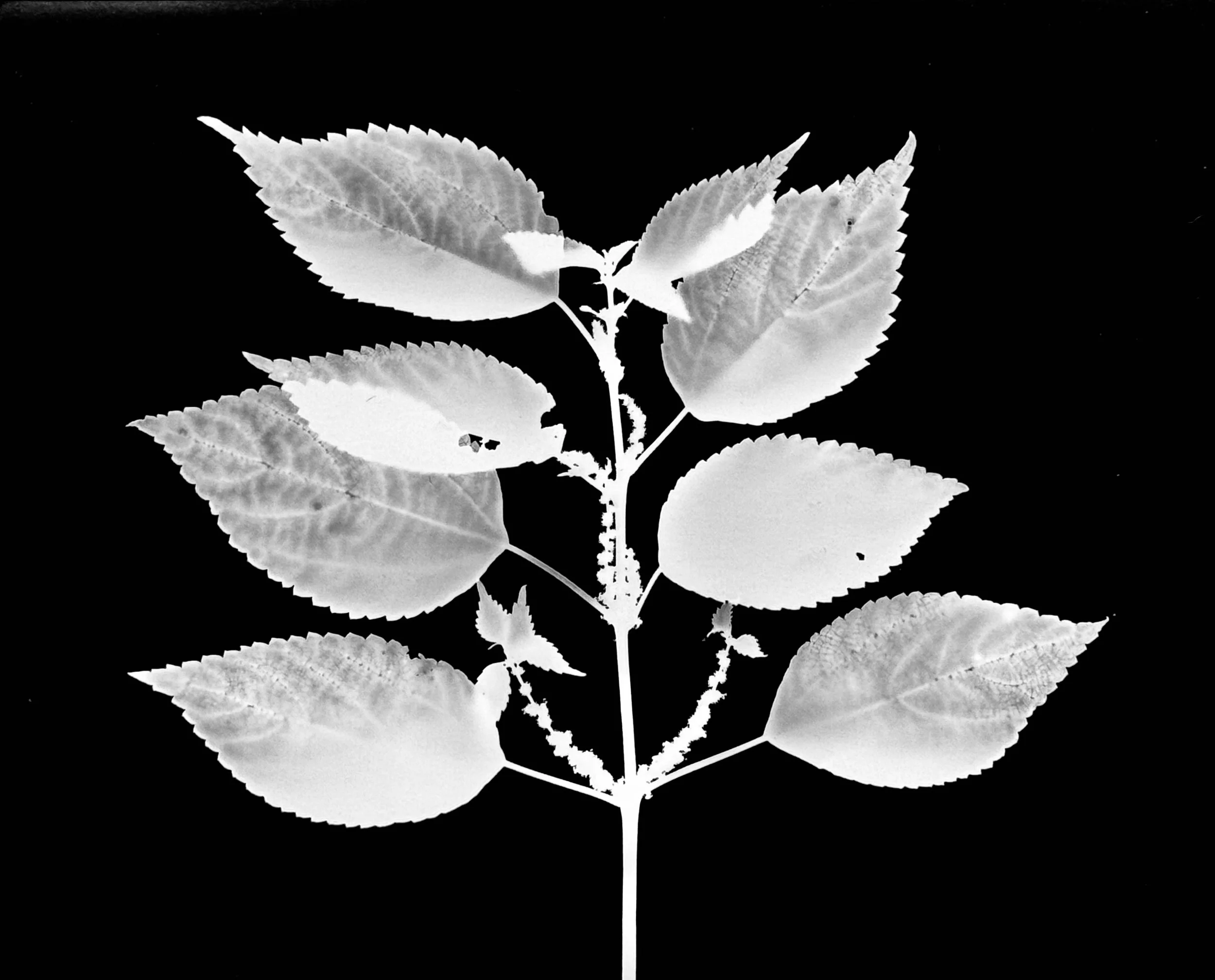 Swamp false nettle. 5x7
Boehmeria cylindrica