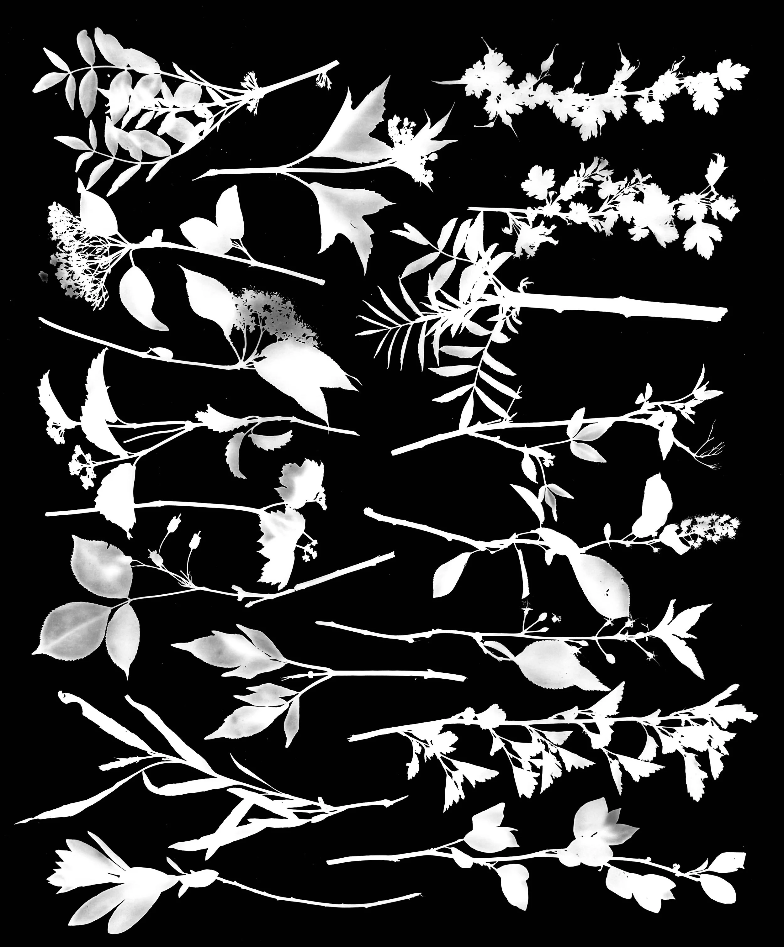 Native Shrub Twigs Early Bloom, NE Illinois
20x24.    3 of 4 (a).         Names Later