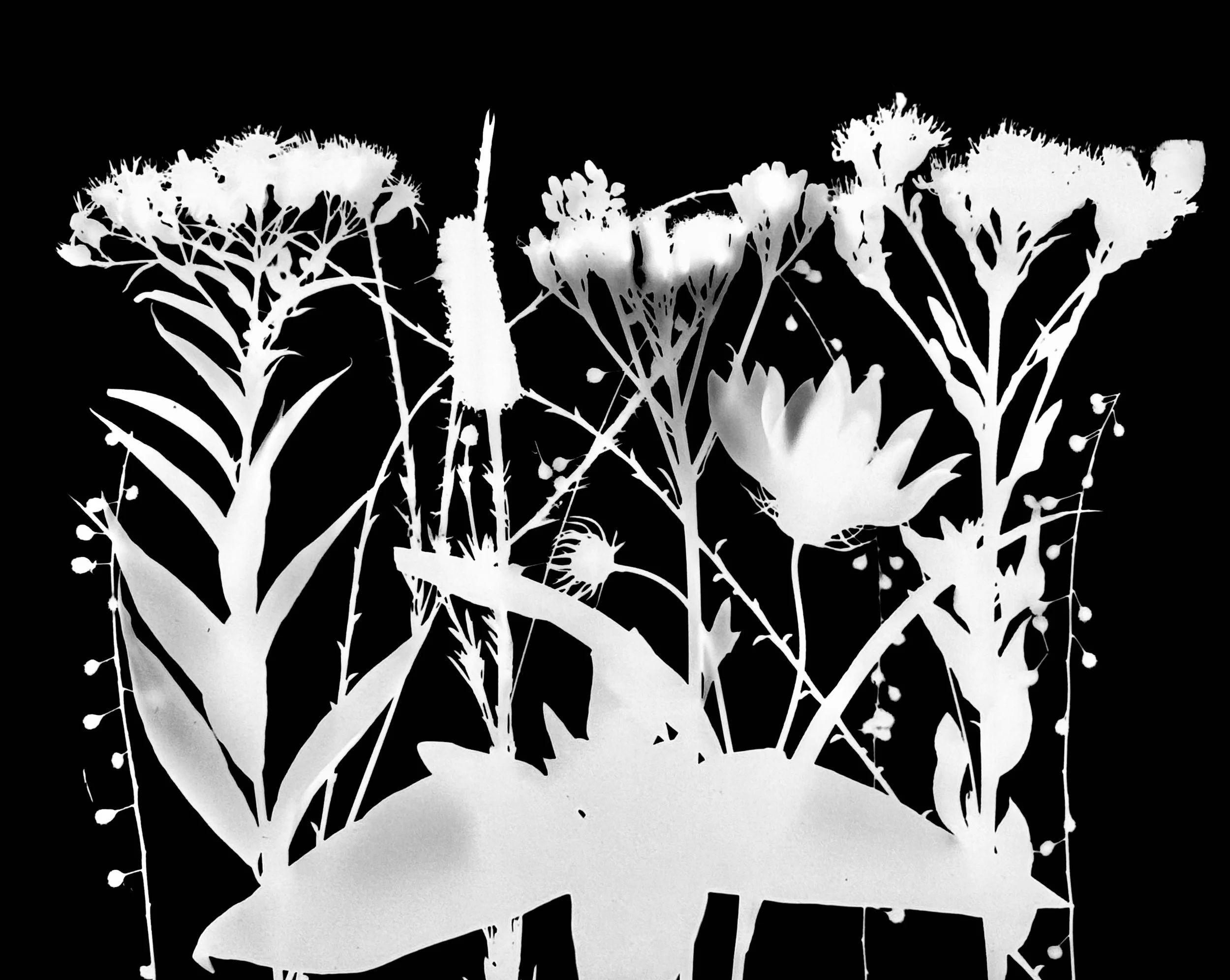 Mid summer natives
8x10.   3A