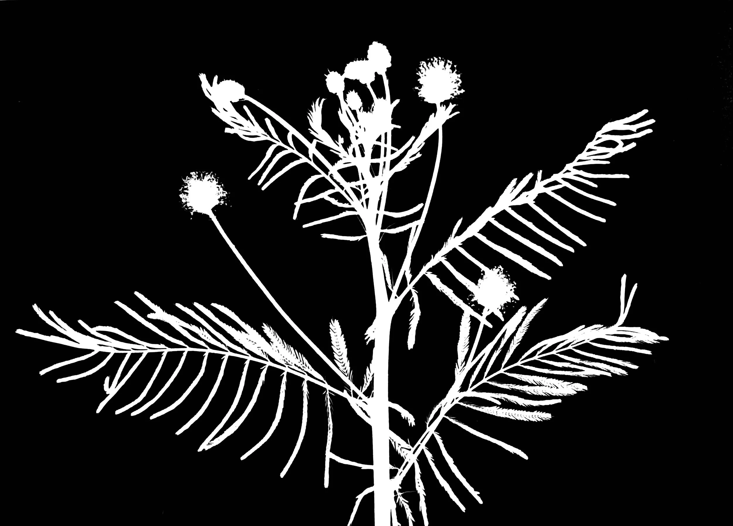 Illinois bundleflower. 5x7
Desmanthus Illinoensis