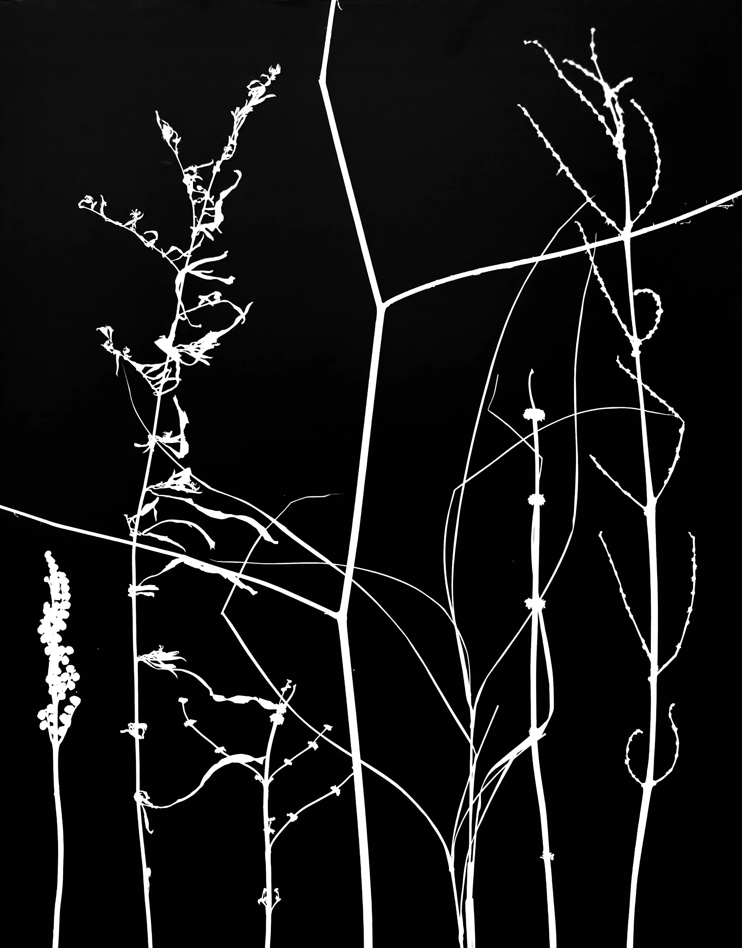 Dormant wetland plants