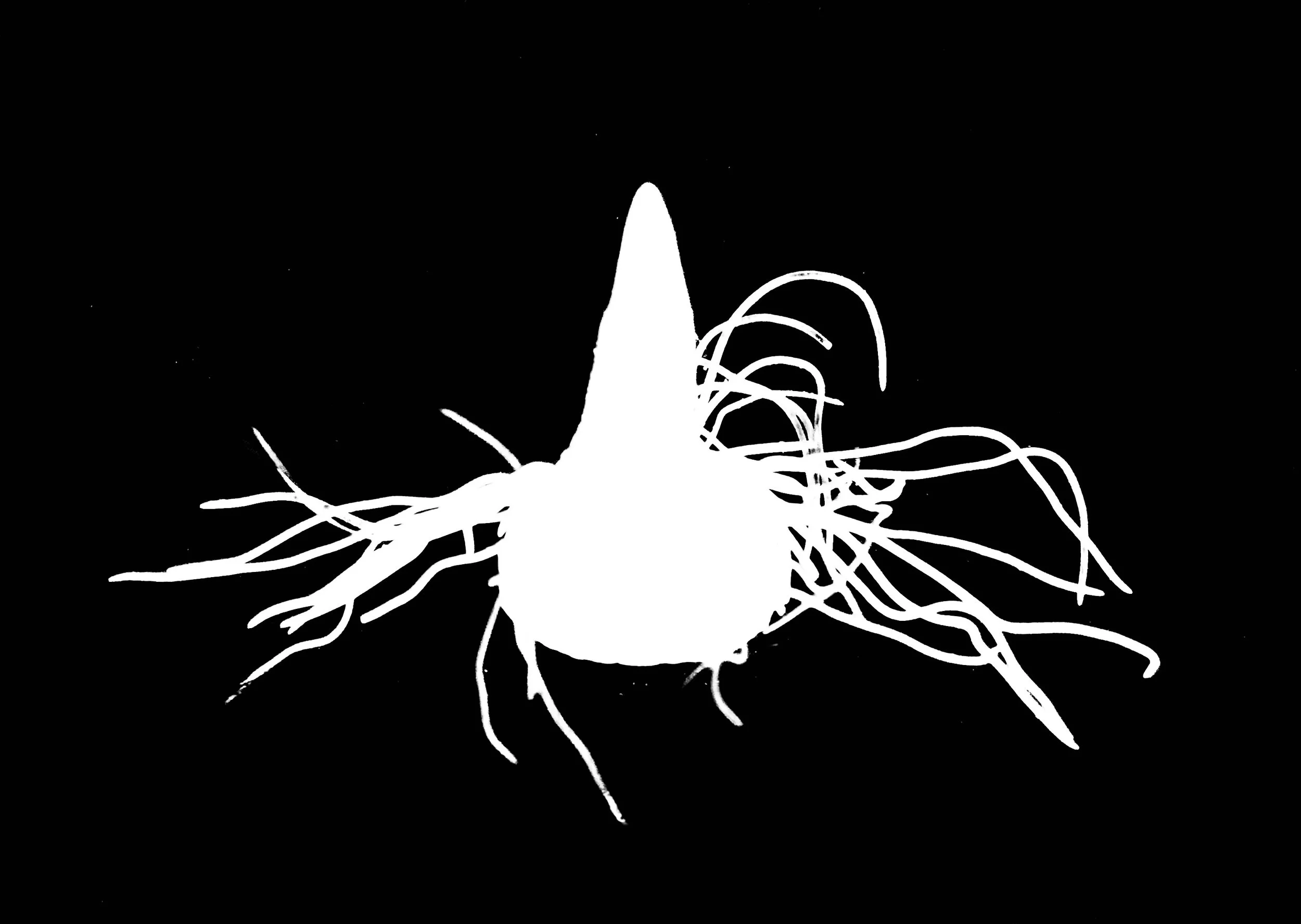 Jack-in-the-Pulpit
Arisaema triphyllum. 5x7