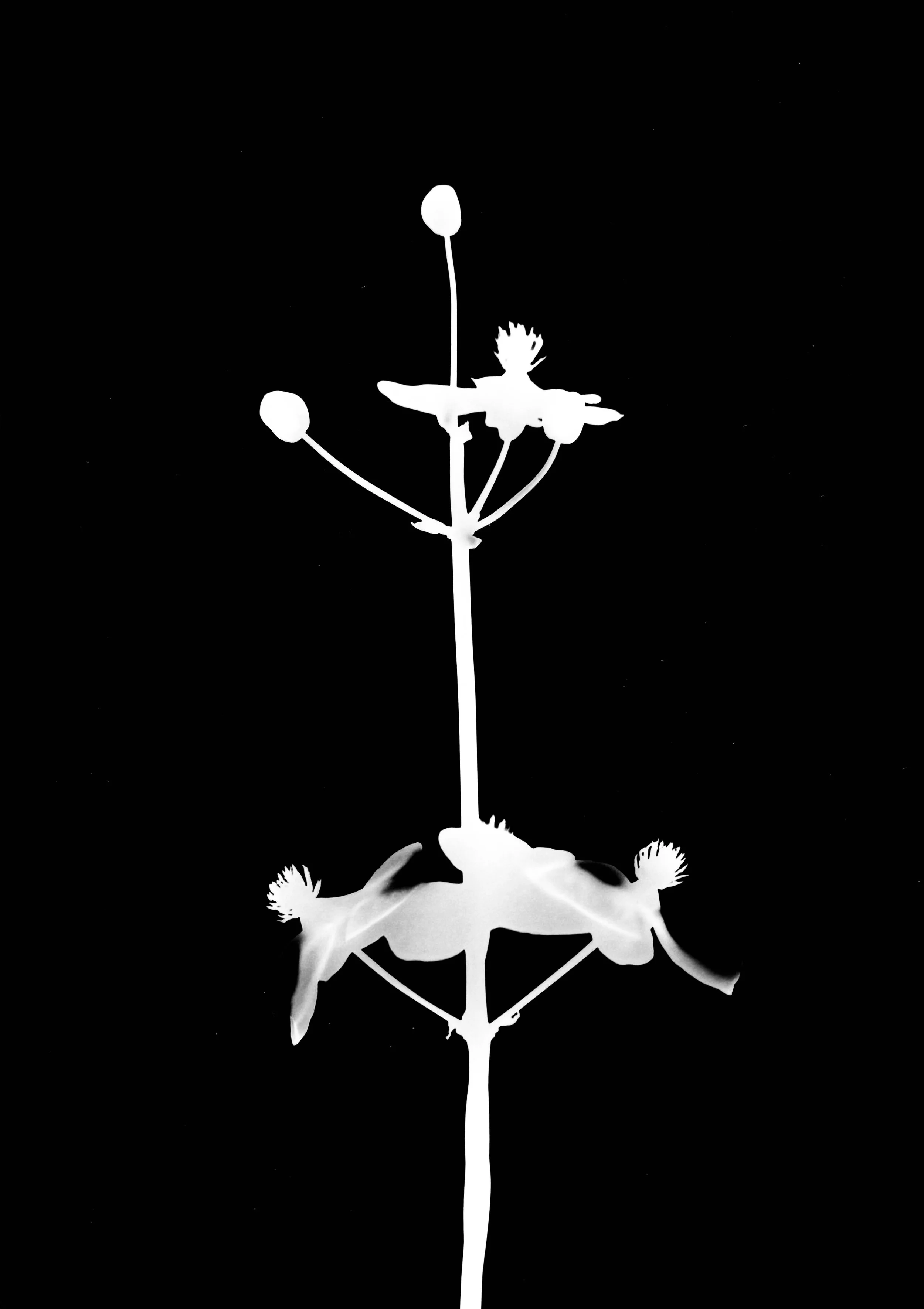 Common arrowhead
Sagittaria latifoglia. 5x7