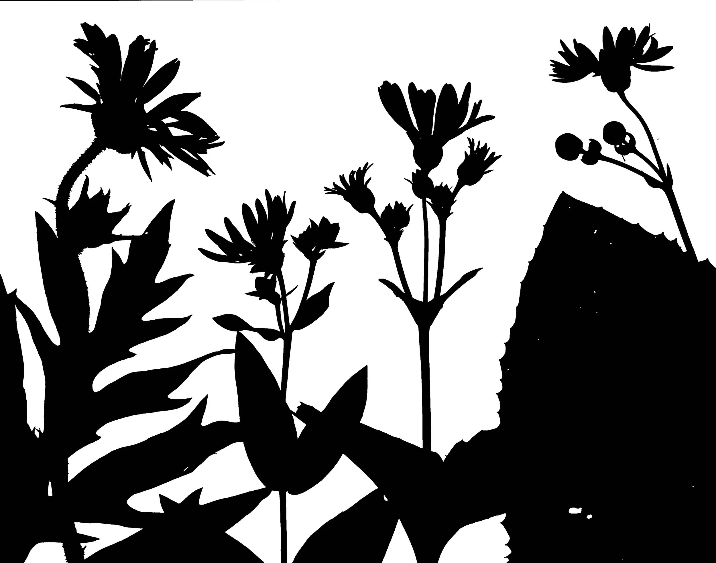 The Silphiums : L toR :  Compass plant, Rosinweed, Cup plant, Prairie dock
S.laciniatum, S. integrifolium, S, perfoliatum,
S. Terebinthinaceum.    11x14. 1B