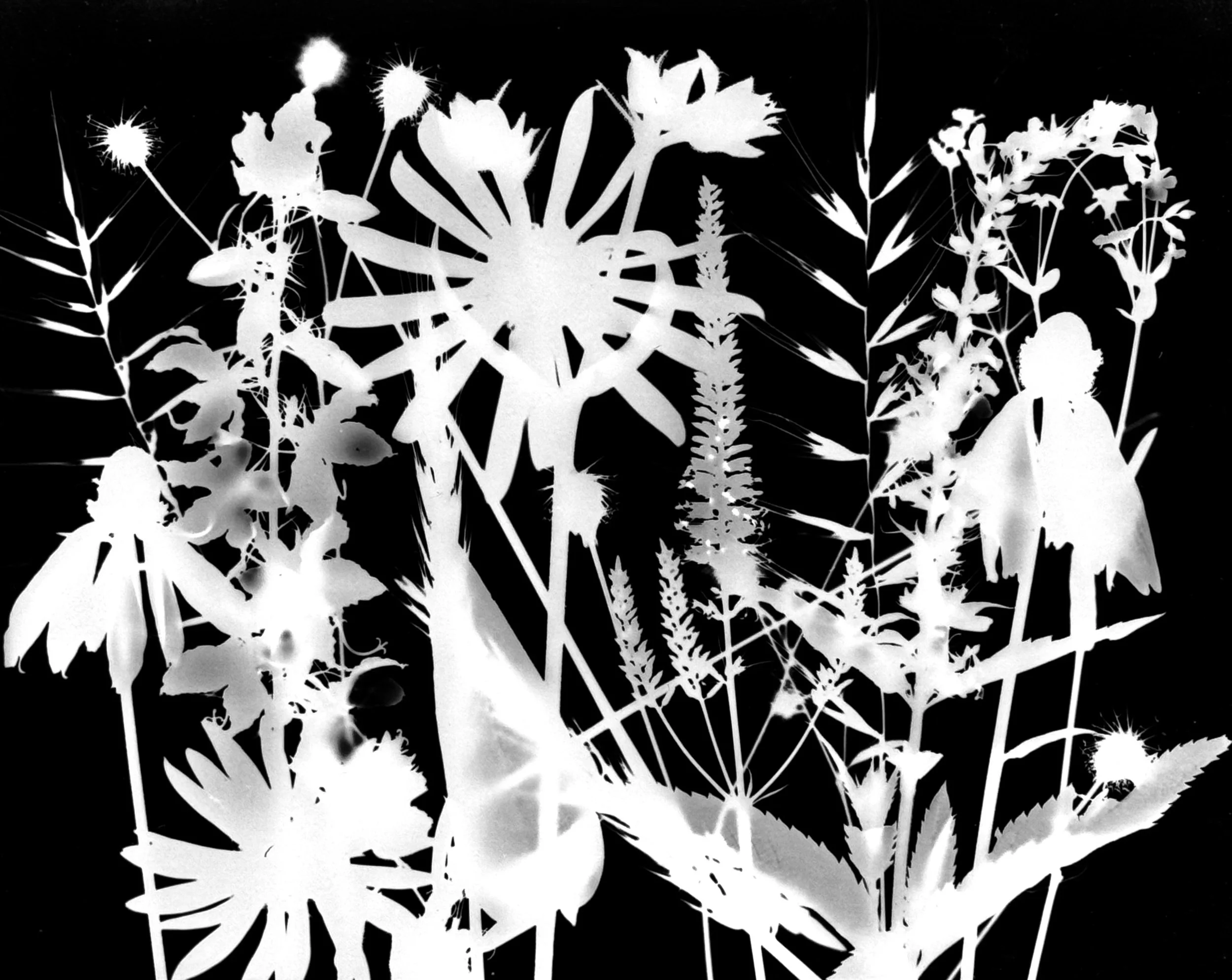 Mid summer natives
8x10.  8B